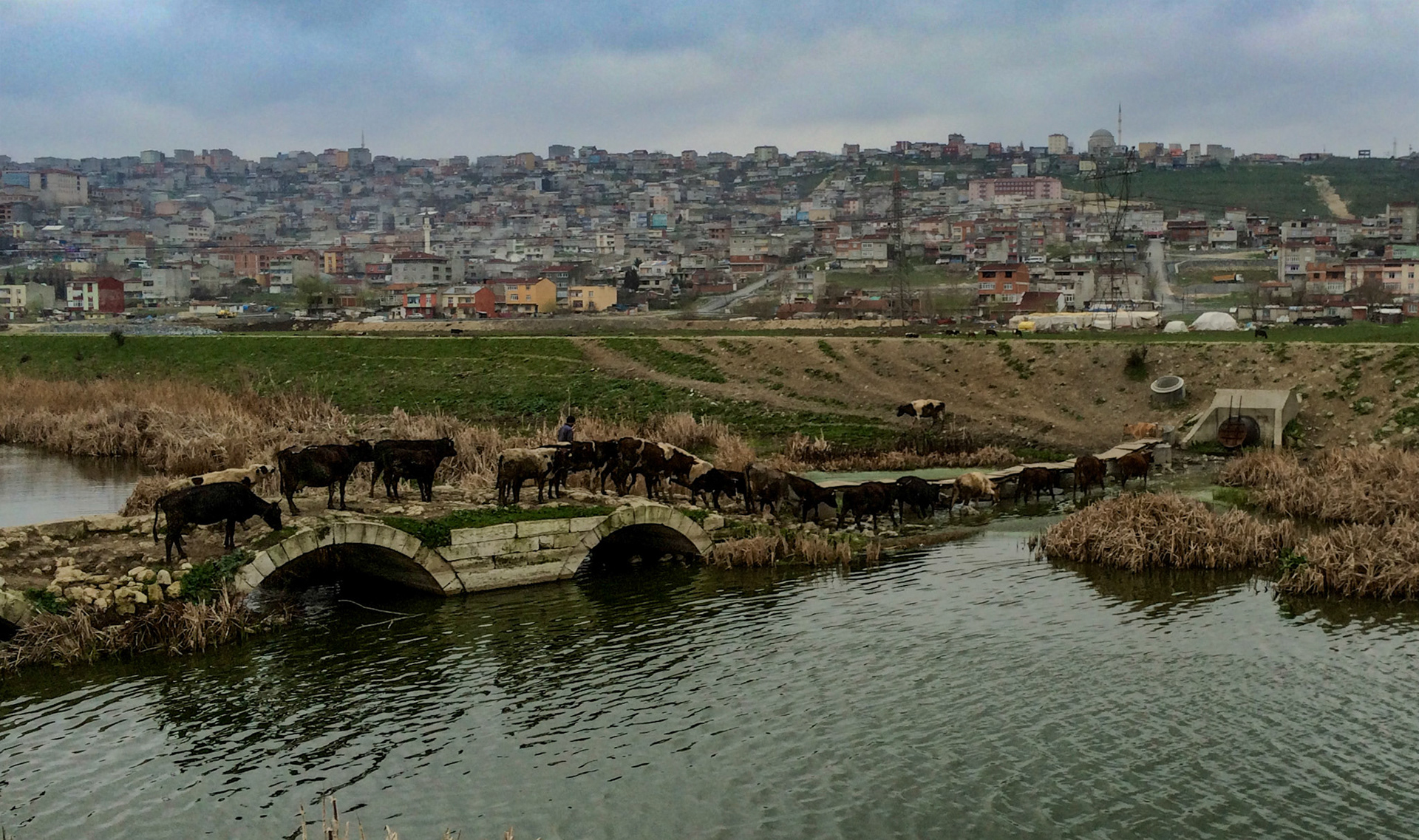 Şahintepe: cows heading towards Şahintepe, crossing the canalised Sazlıdere over the ruined Azadlı (Ottoman) Bridge