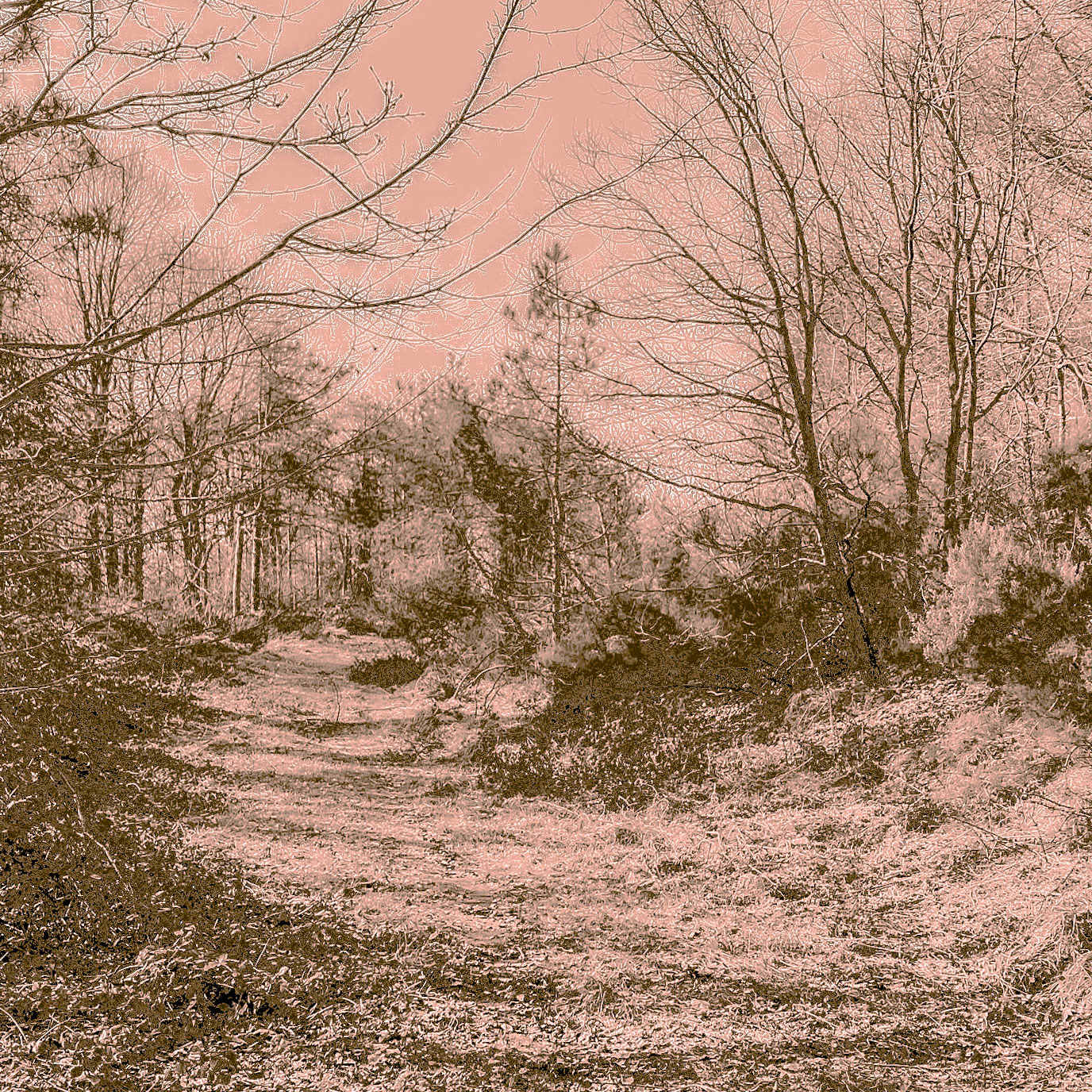 Polonezköy western forest: track and woodland