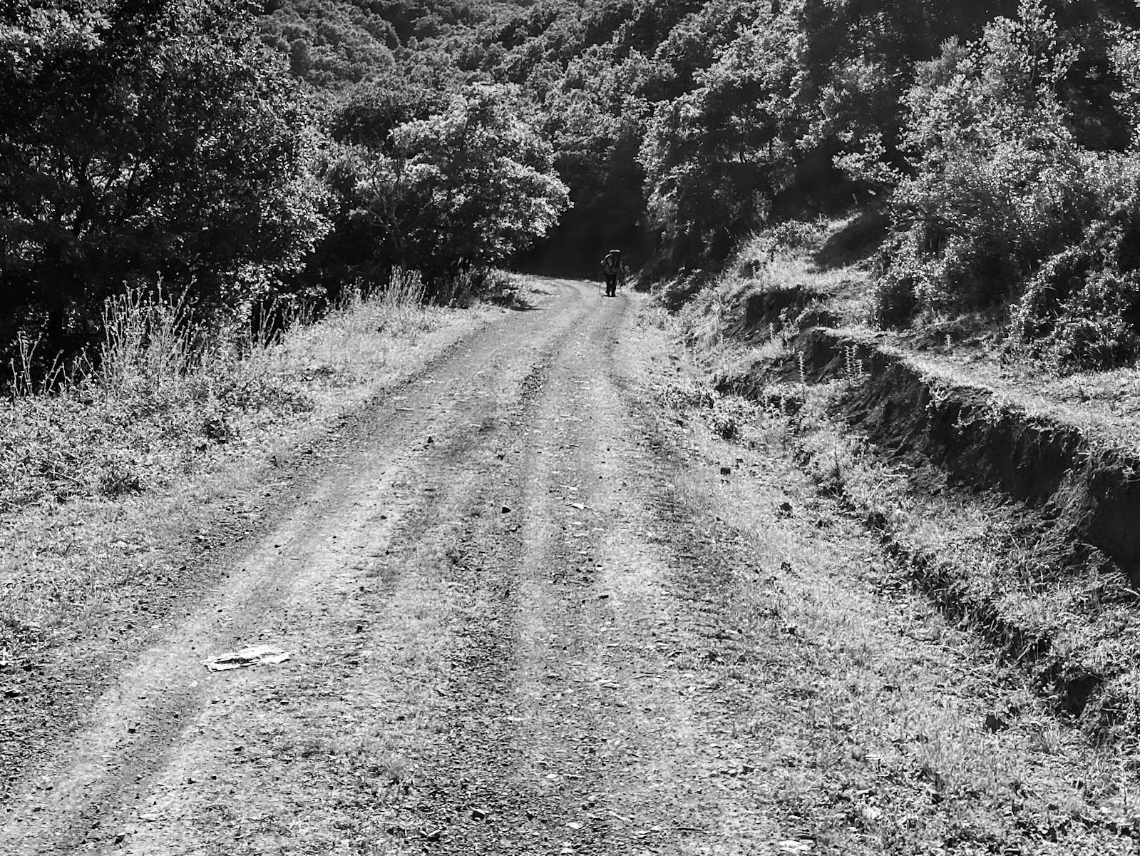 Ezili forest: on a forest road
