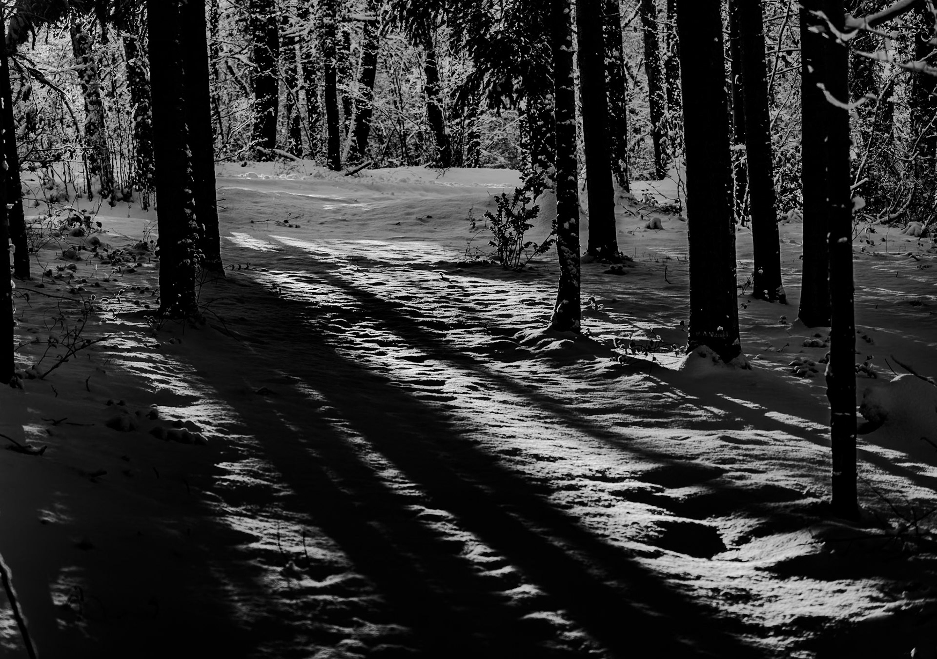 Neşet Suyu forest: sunlight and snow