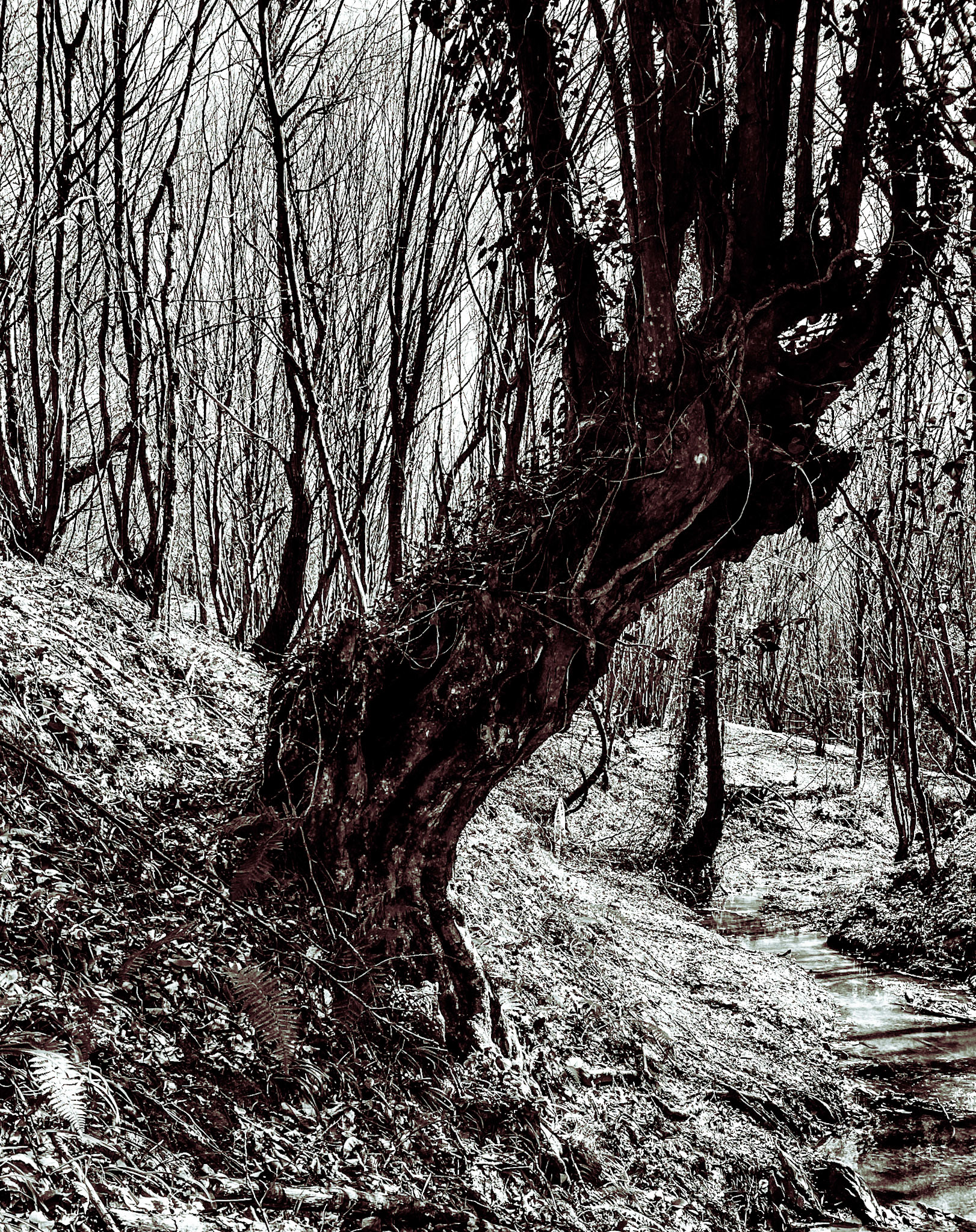 Zerzevat stream valley: old tree