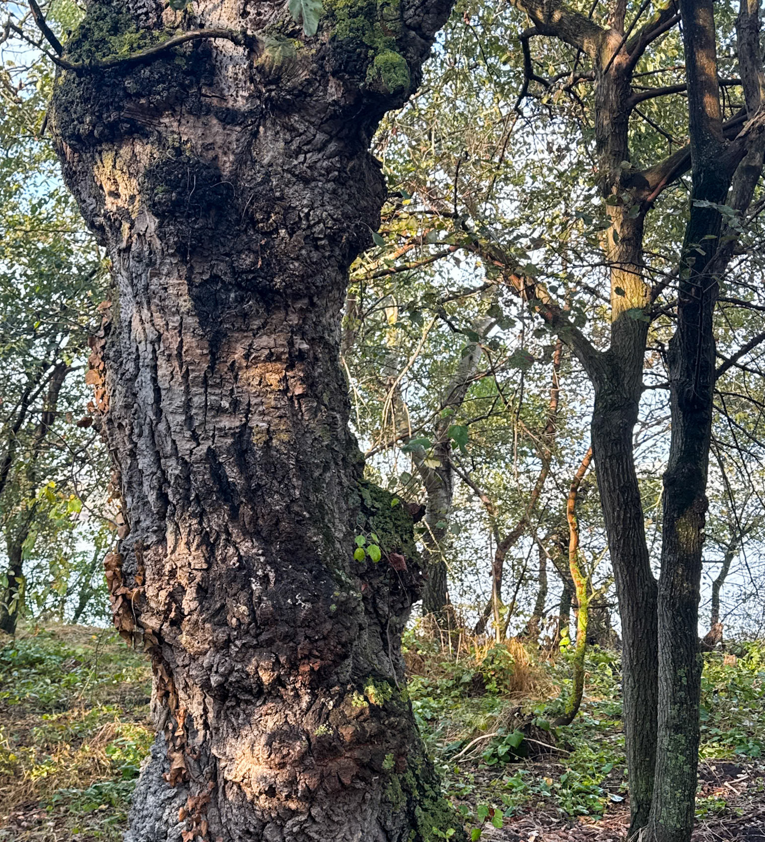 Bathonea old lakeside woodland: old tree