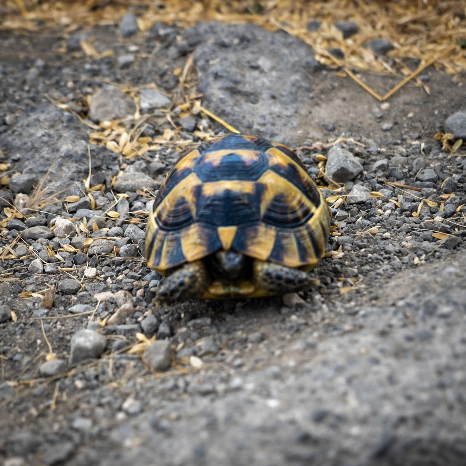 between Germe and Baklalı: a young tortoise