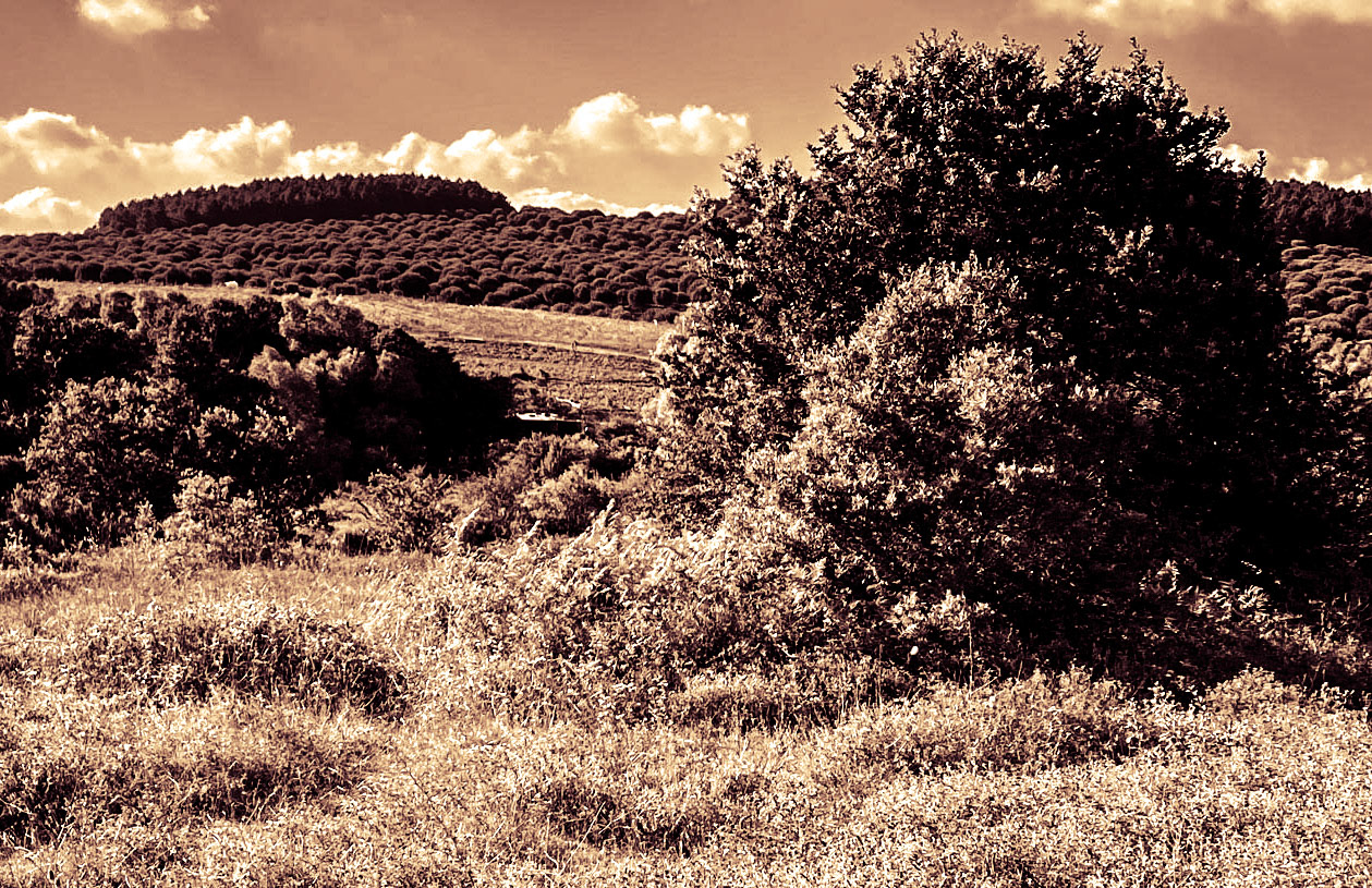 Ortadaǧ large hill: view