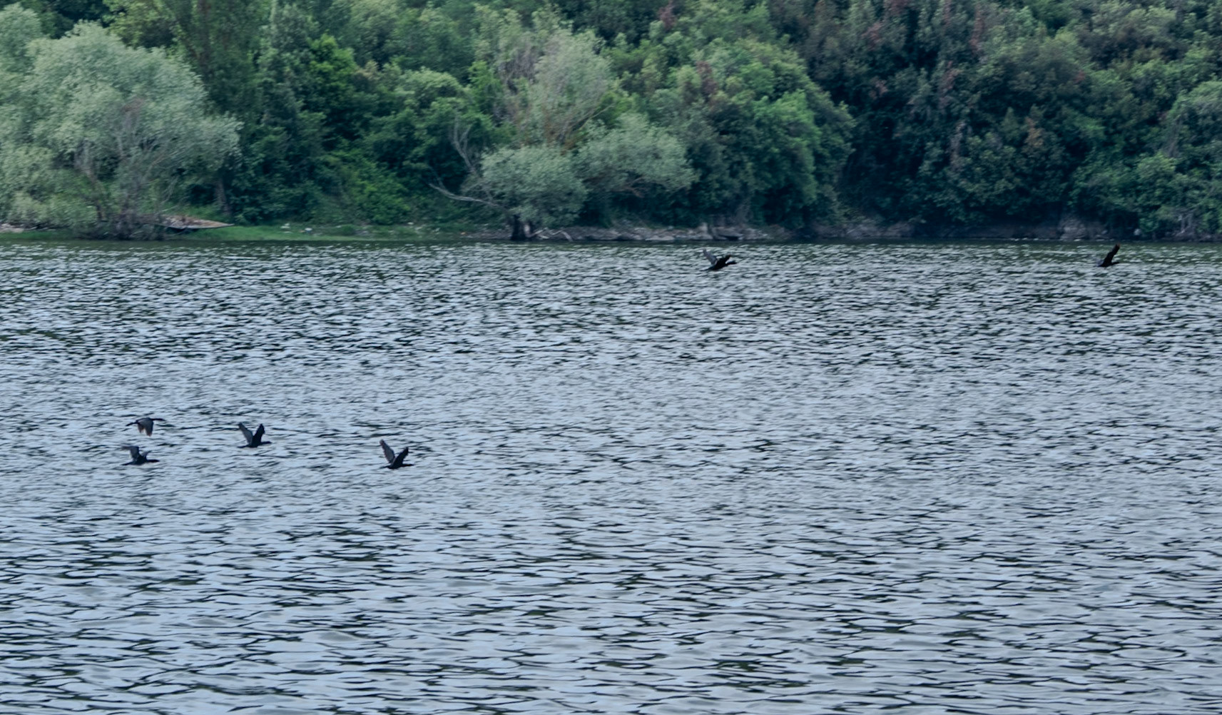 Elmalı 2 reservoir: ducks (?)