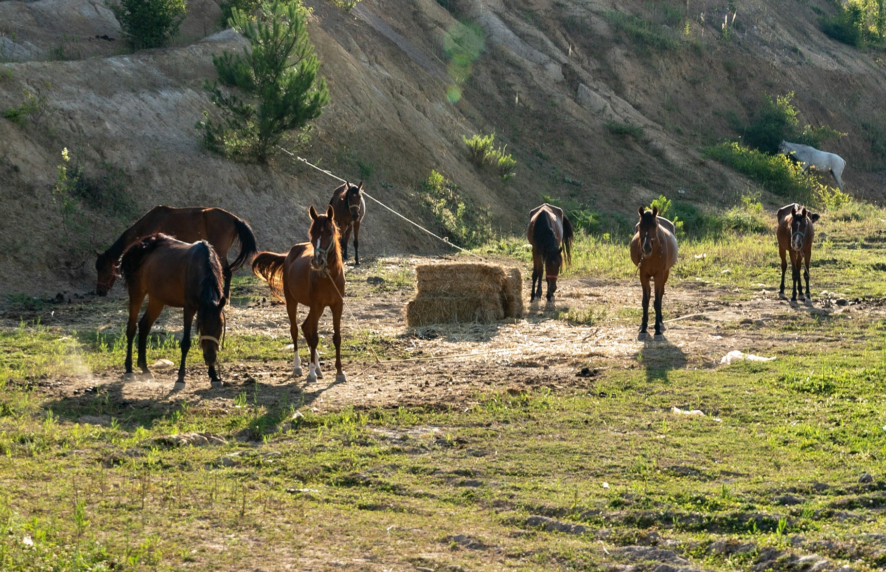 Ömerliköy watermain route: horses intended for Büyükada