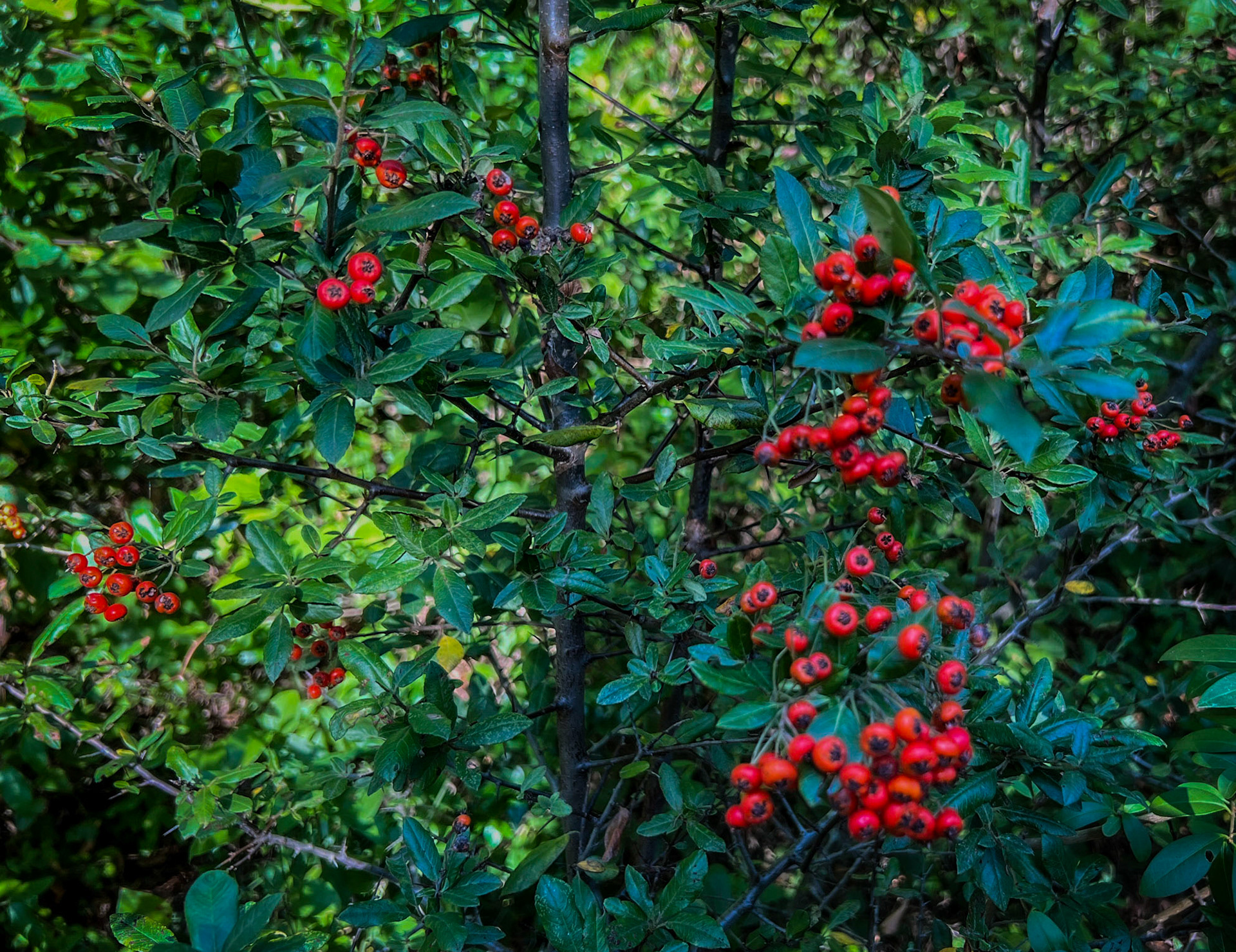 between Ayhan Şahenk ledged streambed and İshaklı forest: red berries