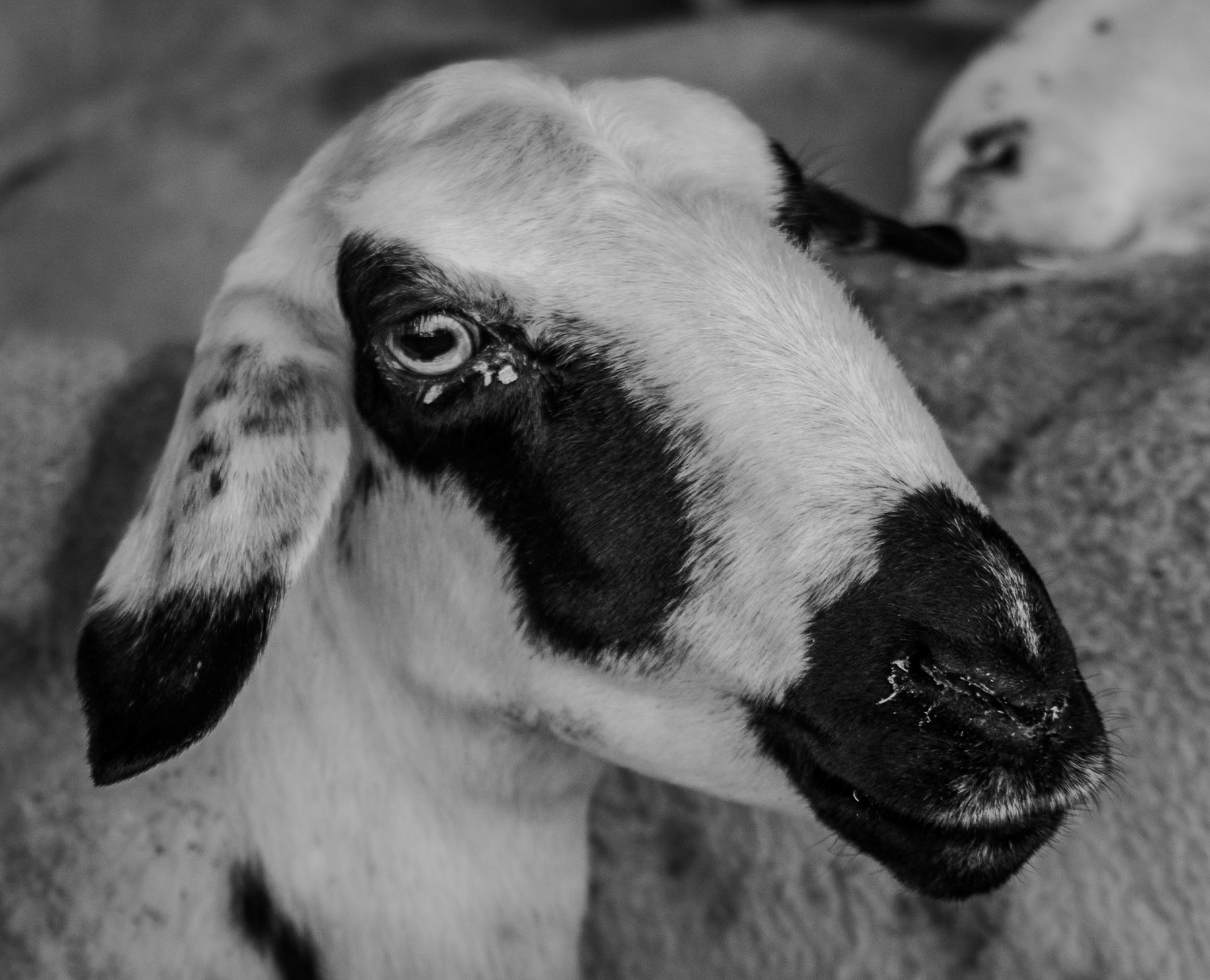 Altınşehir: sheep to be slaughtered at Kurban