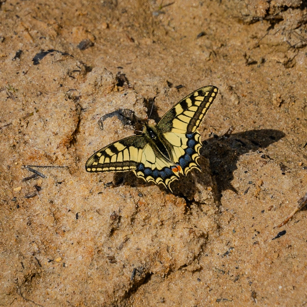 between Yeniköy and Terkos: a common yellow swallowtail butterfly on a track