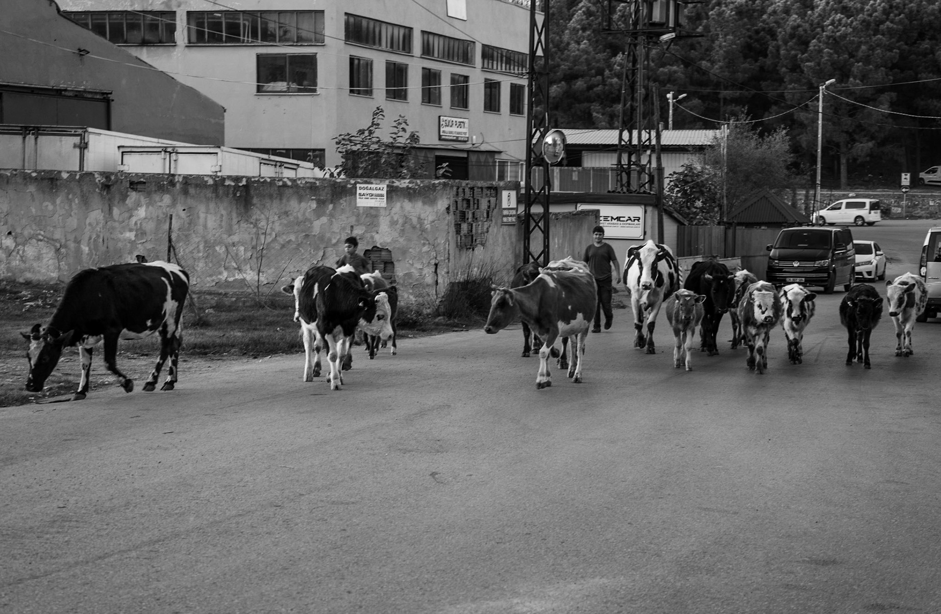 Mecidiye: evening cows