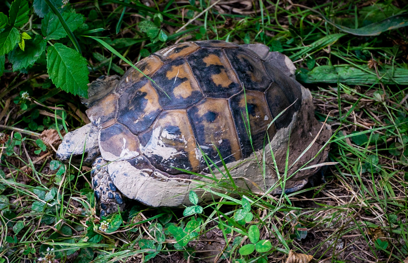 Kanlı forest: muddy tortoise