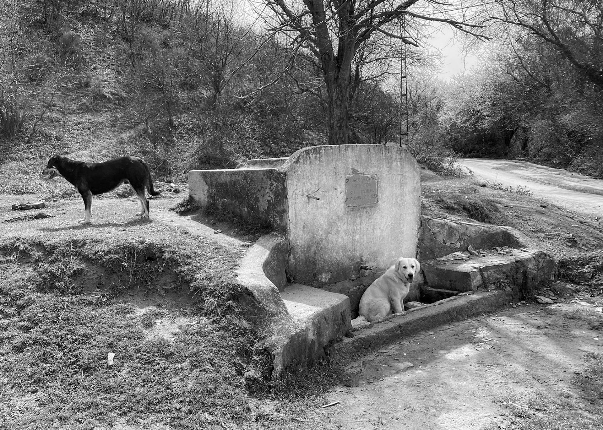 Mahmut Şevket Paşa's hills: Lucia bathes while Smokie guards