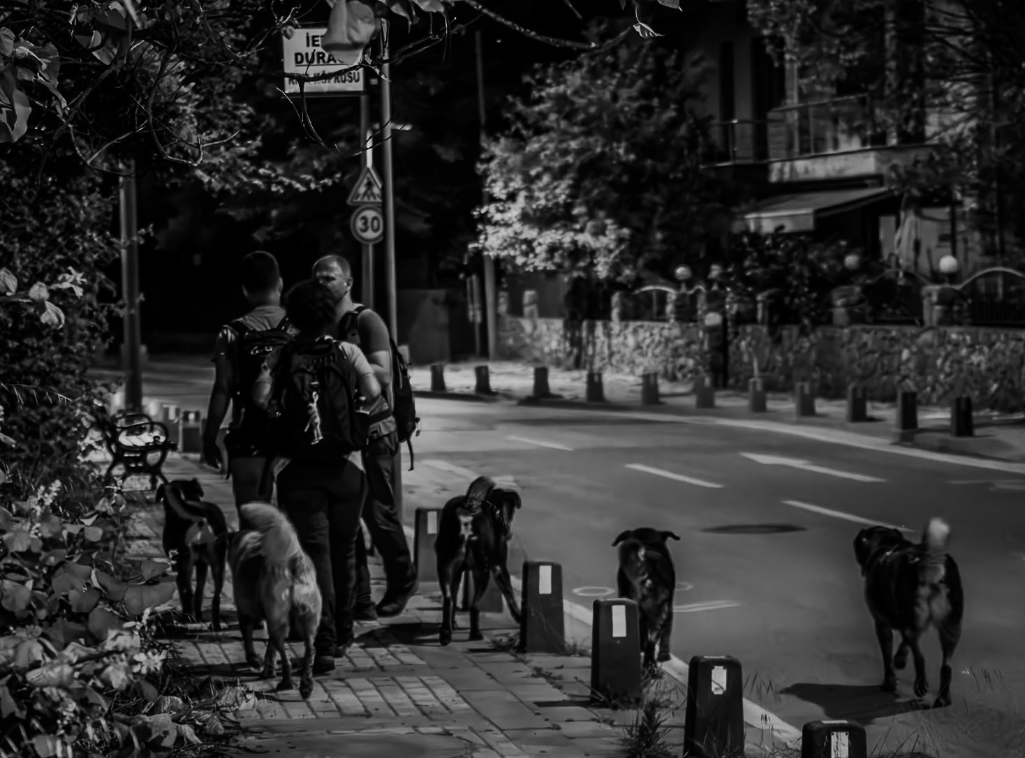 Riva: hiklers and 5 daydogs