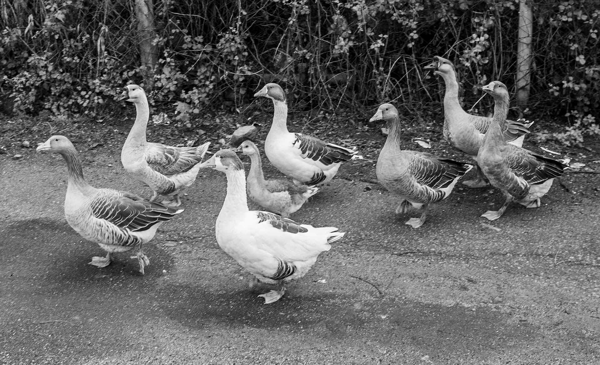 Göçbeyli: a gaggle of geese