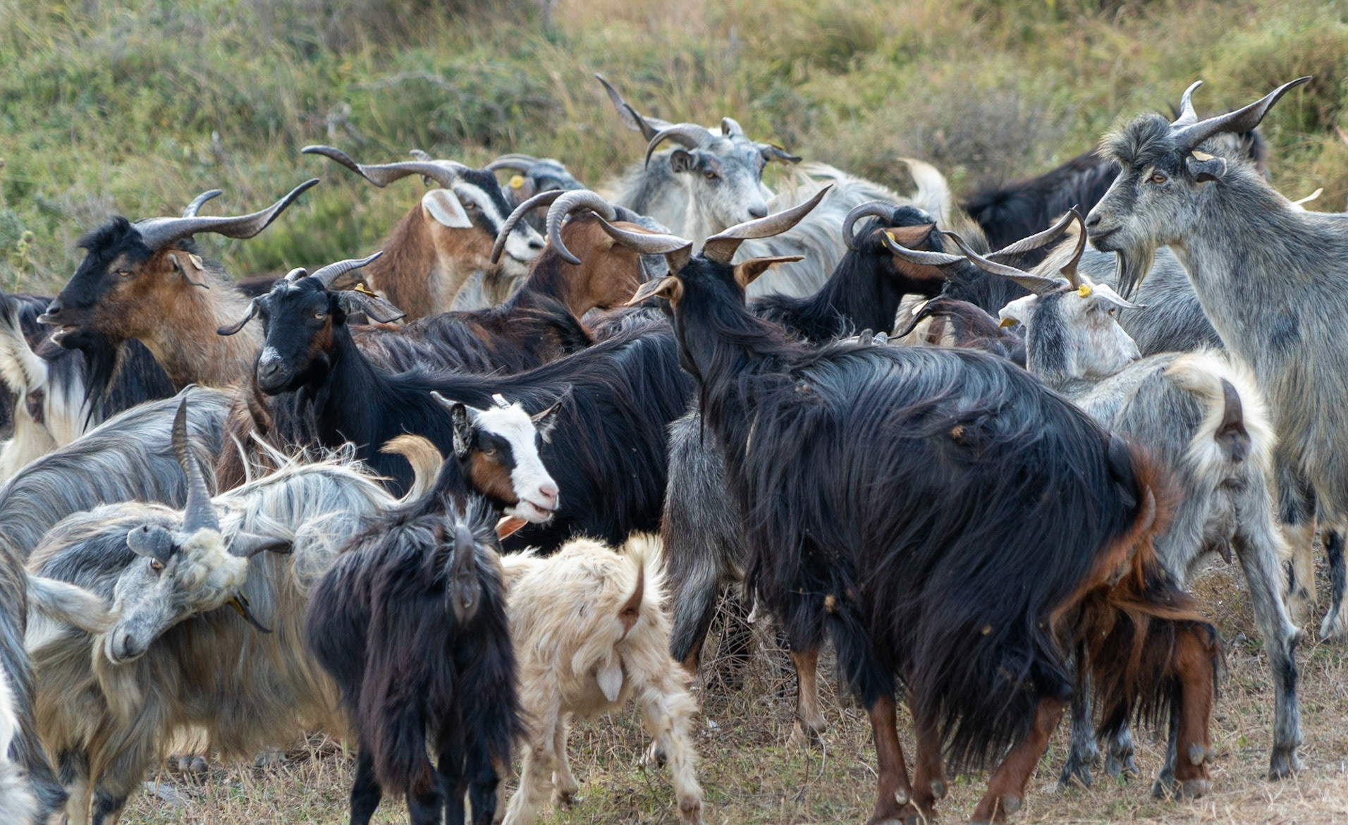 between Kurna abandoned quarry and the 'English' houses: a herd of goats at Middle bay