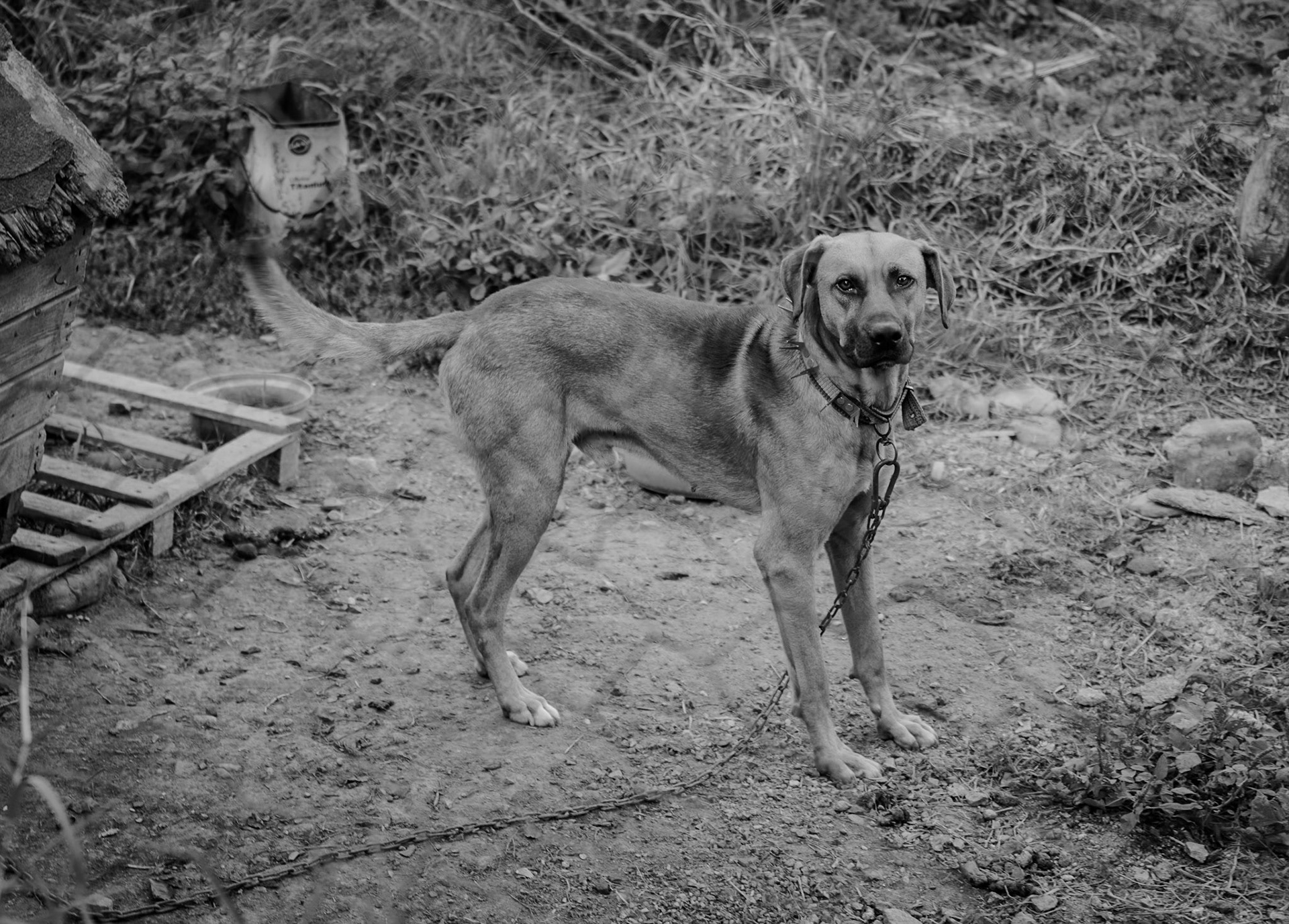 Kılıçlı: chained guard-dog