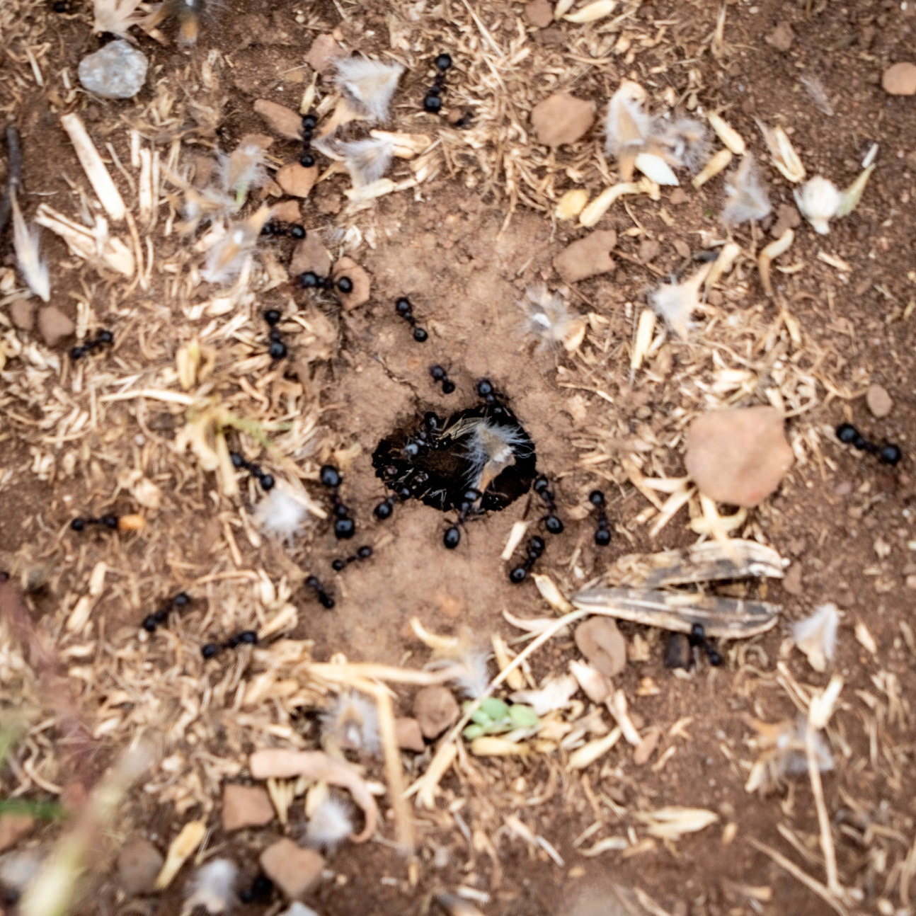 Adadaǧ hills: ants' nest