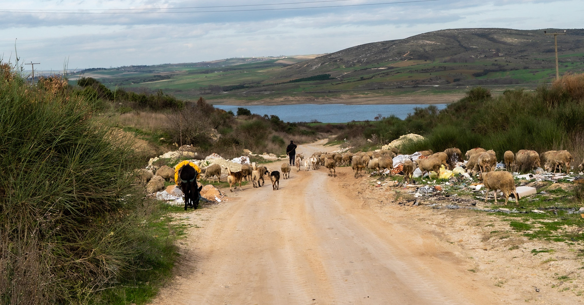 between Sazlıdere modern dam and speculators’ crest: the shepherd's hobbled donkey shepherd, his flock, sheep dogs and donkey