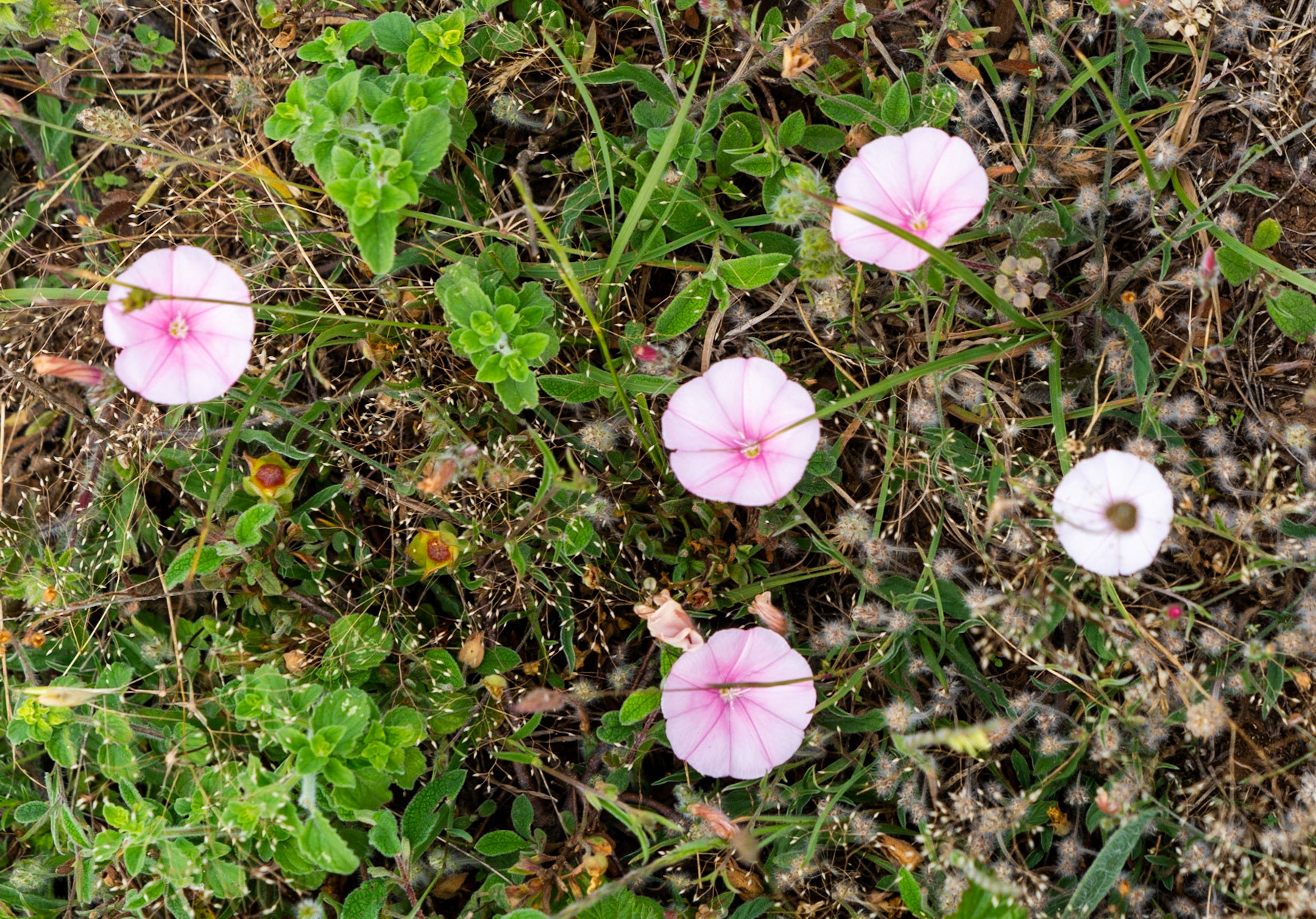 Adadaǧ hills: pinky flowers