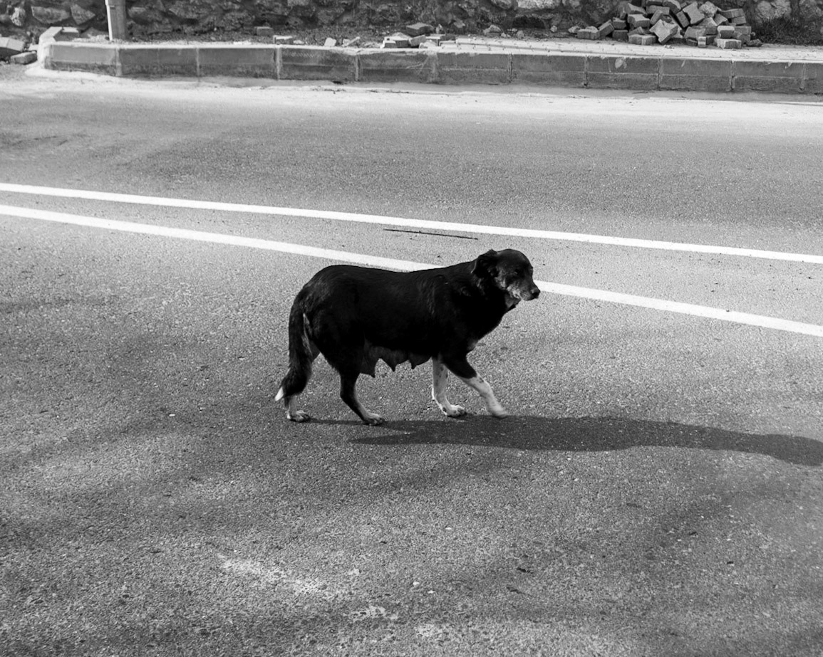 western Kirazlı wood: lactating dog in the road
