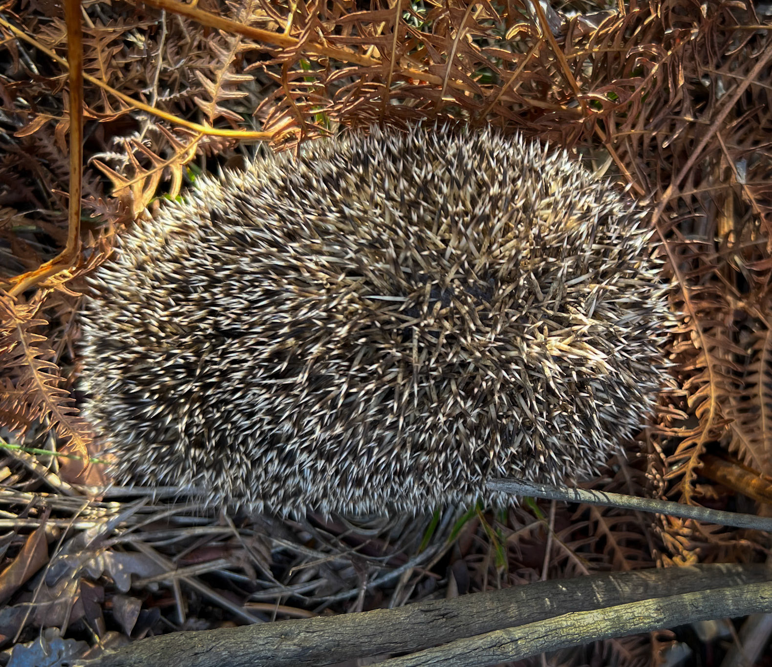 Kozlu valley: hedgehog