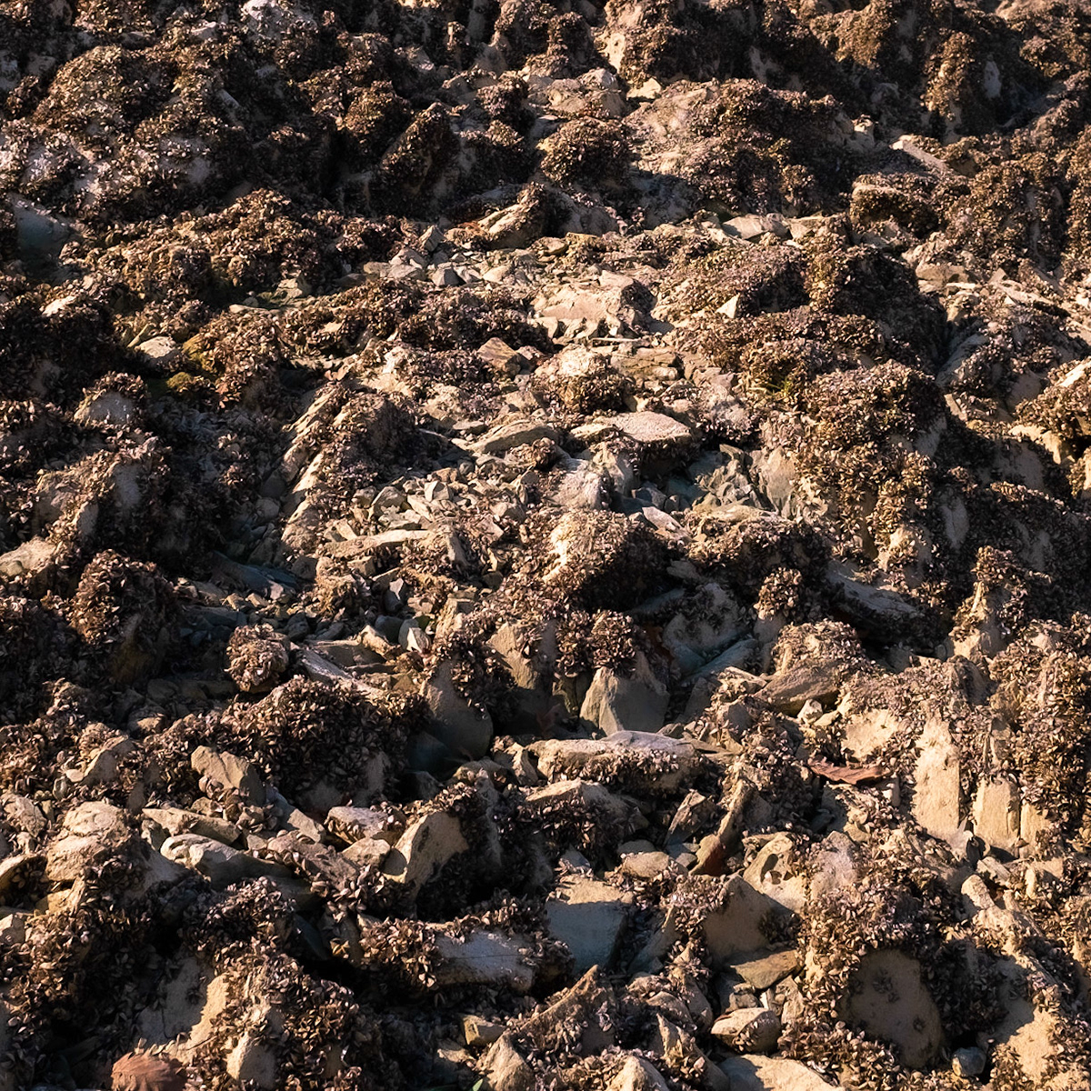 Ömerli reservoir: dry mud