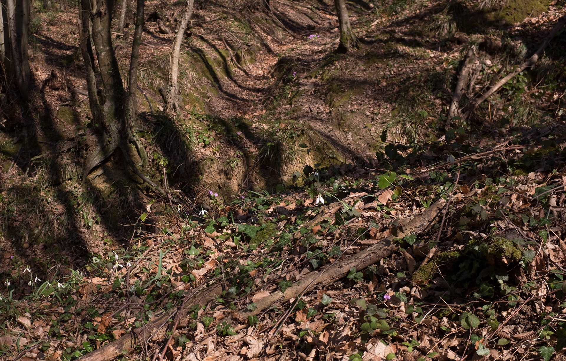 a little SE of Polonezköy: snowdrop dell