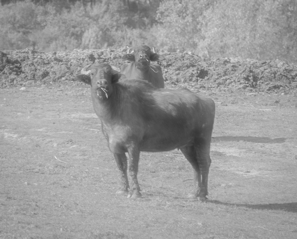 Ballıca forest: buffalo