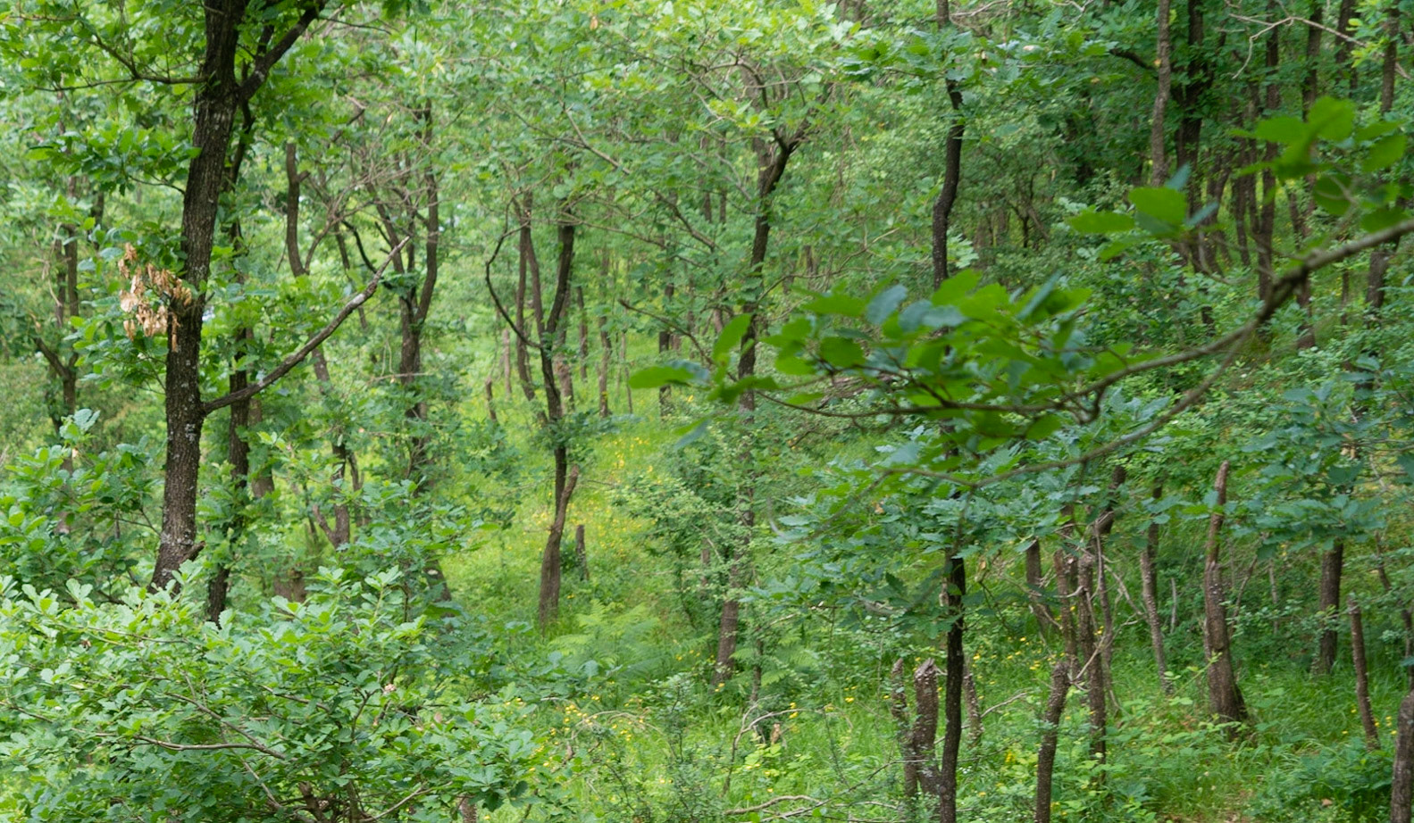 Ömerli reservoir: broken wood
