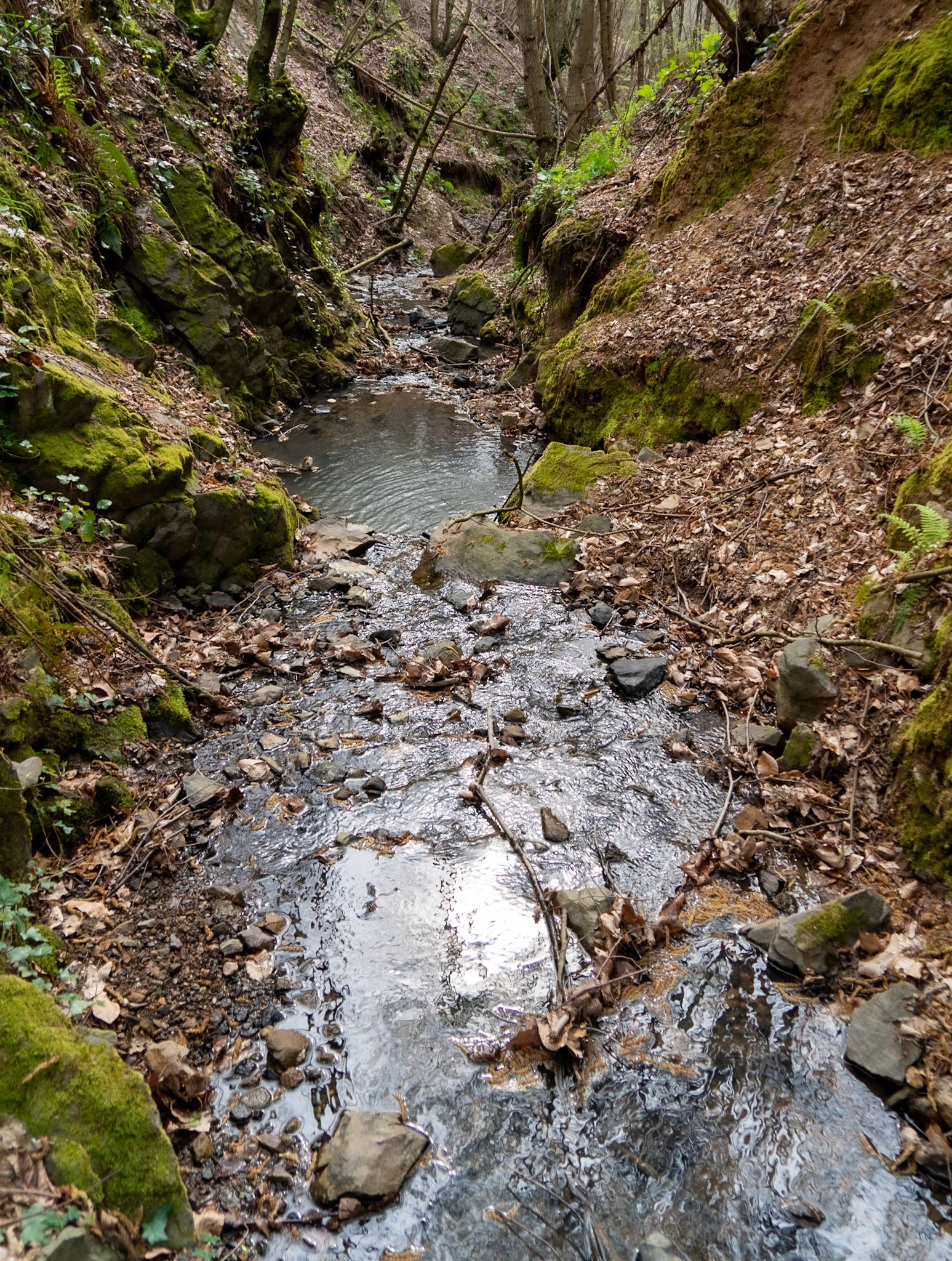 Kozlu stream valley: the stream
