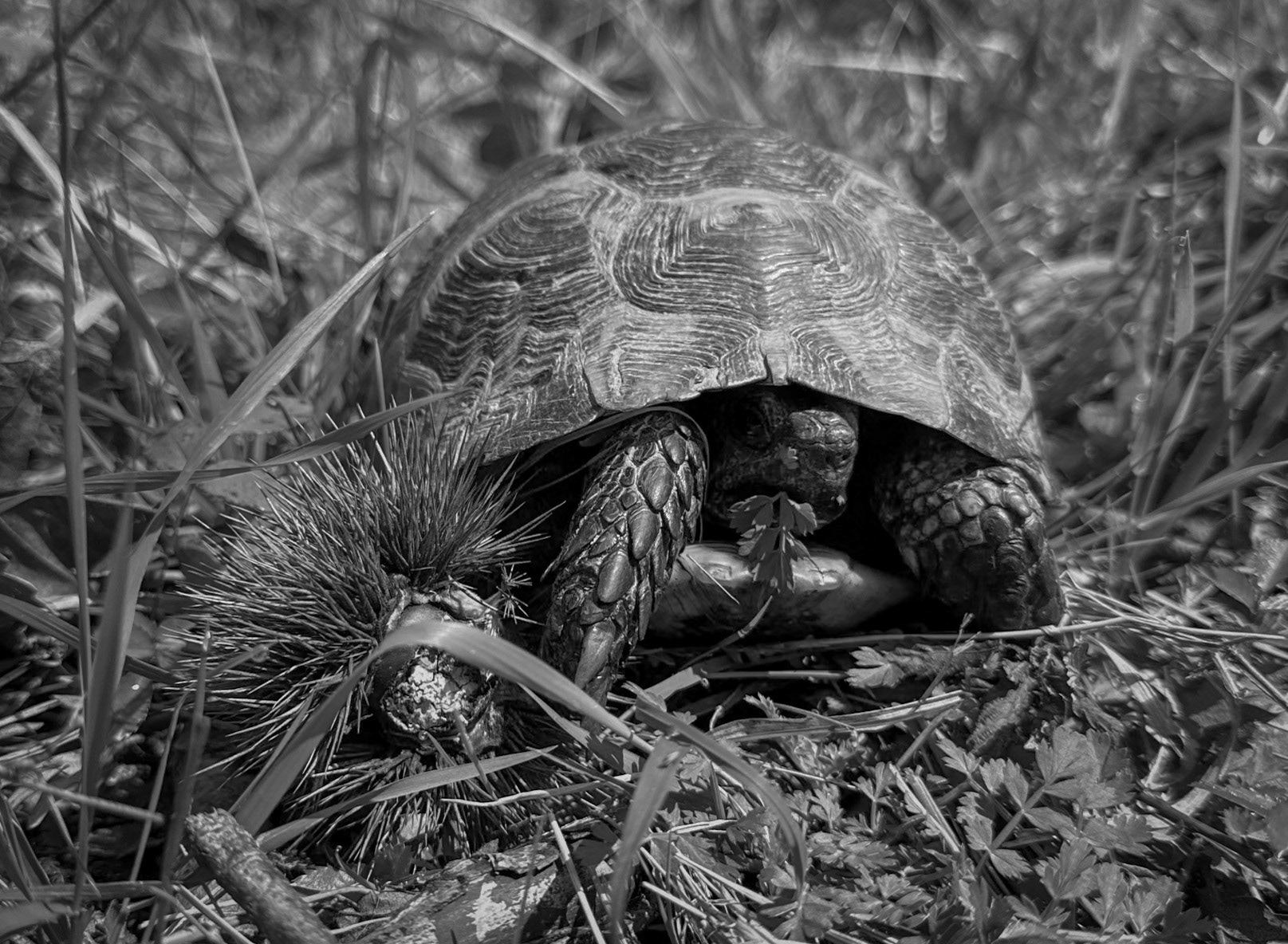 Kaynarca southern forest: a tortoise