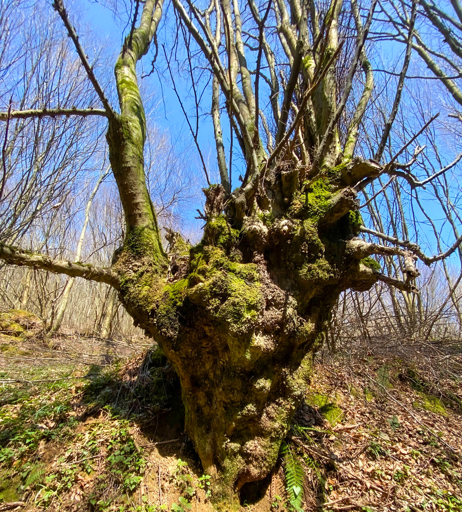 Zerzevat stream valley: bulbous old trees