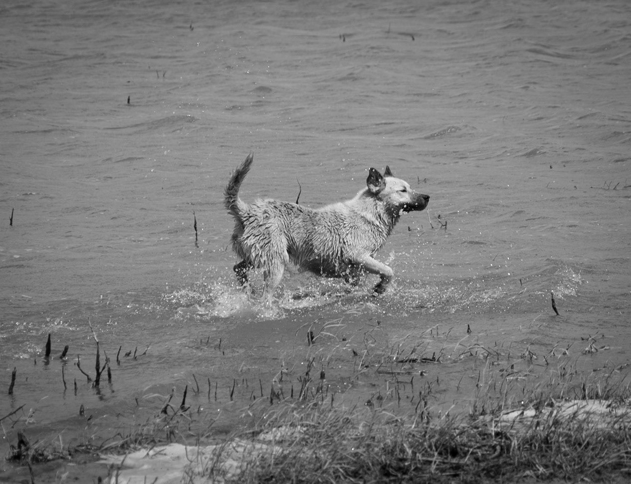 Sazlıdere northern reservoir: Scraggle tries self-propelled water-skiing