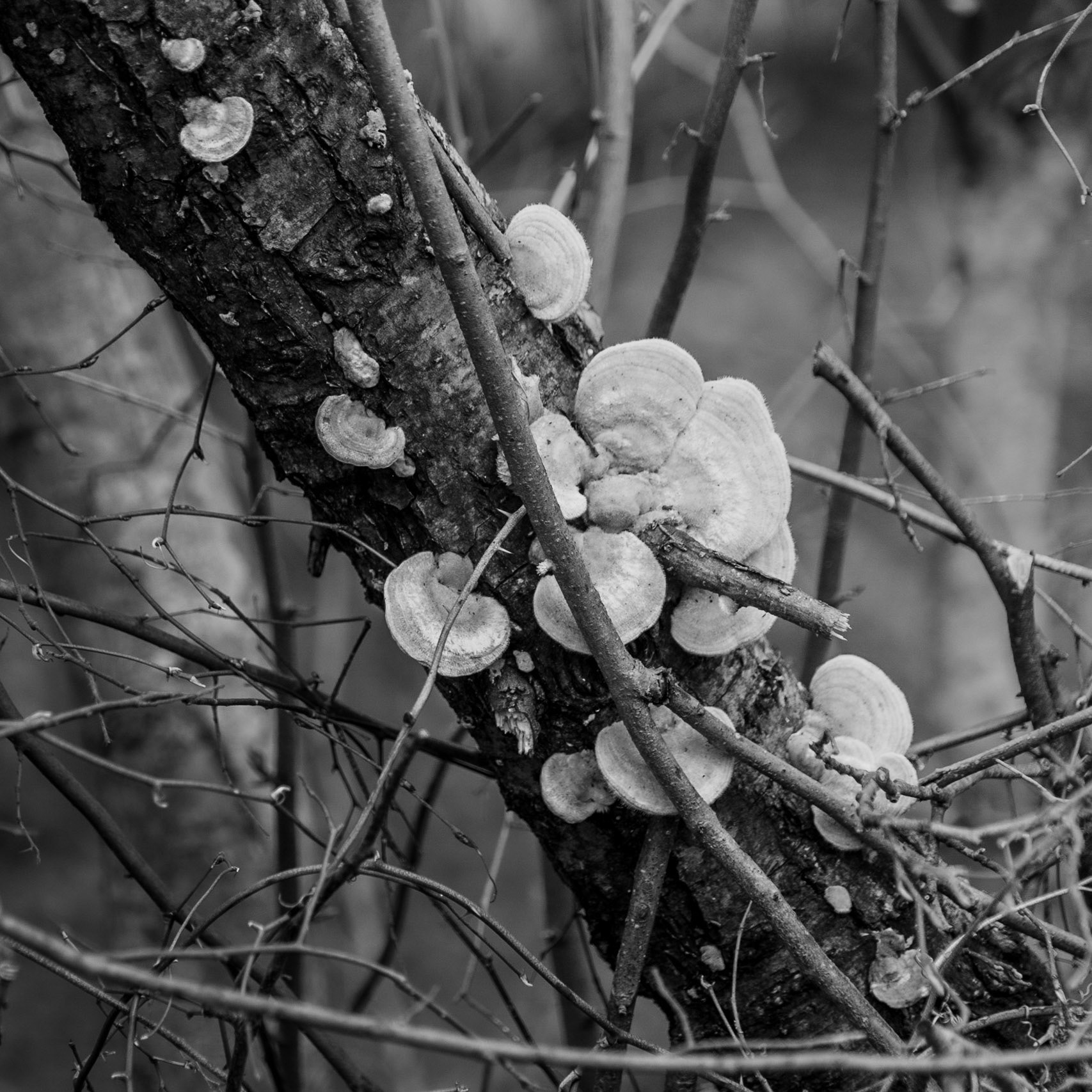 Kozu Deresi valleys: wood fungus