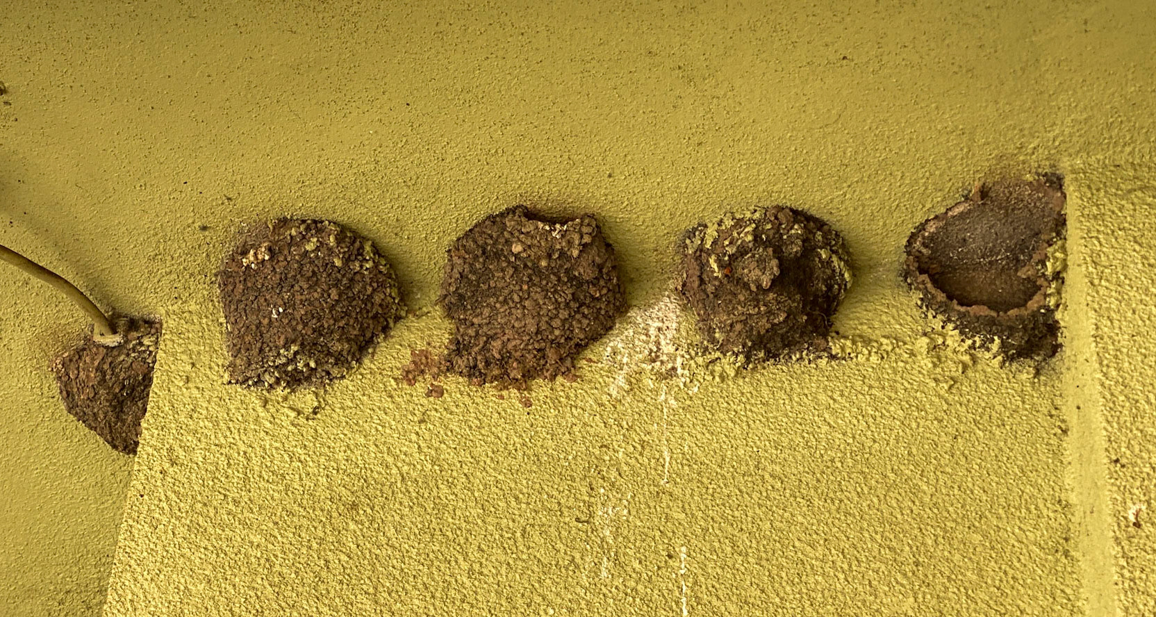 Yağcılar teahouse: swift nests (in use)