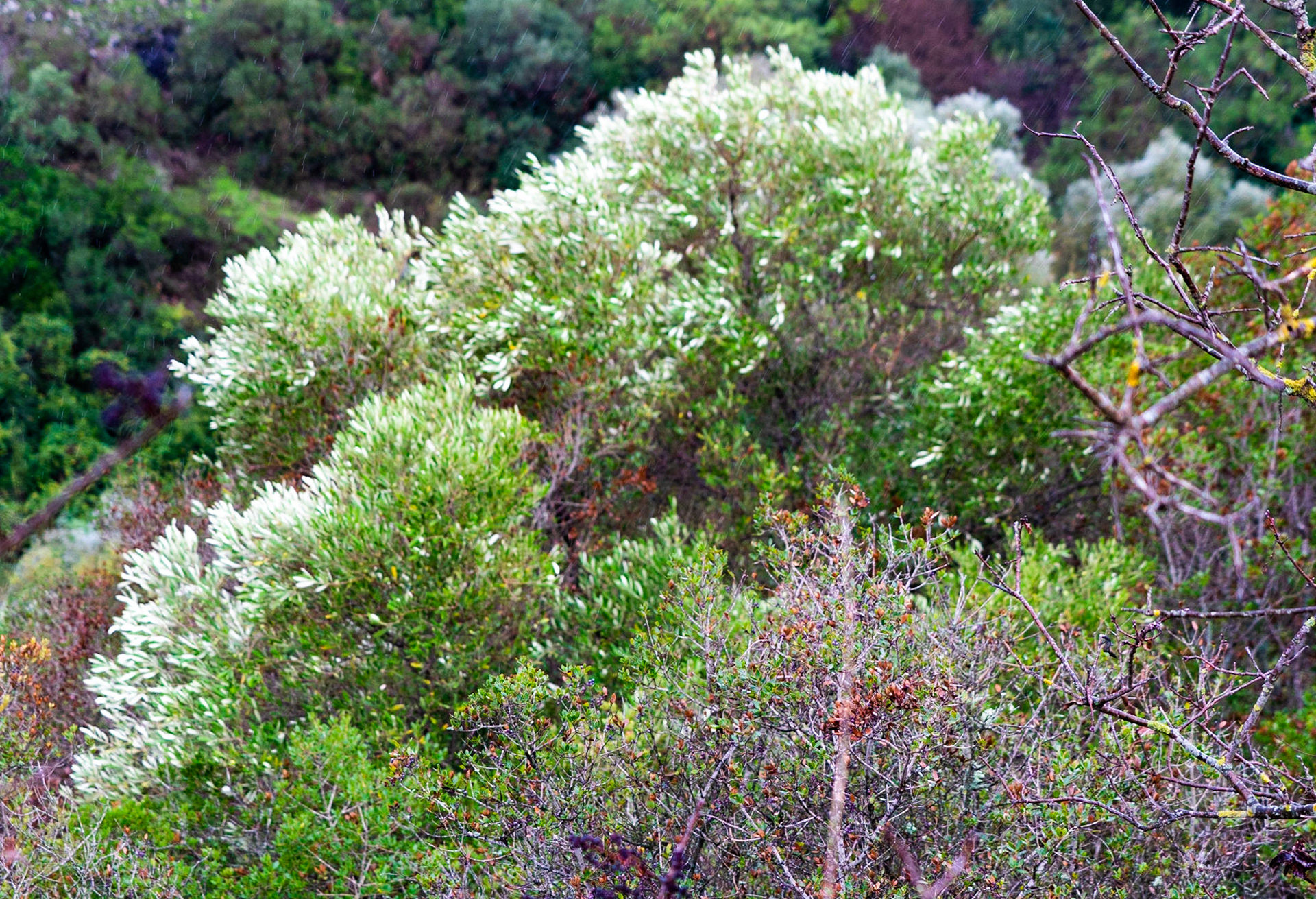 heading south from Poyraz: silvery leaves