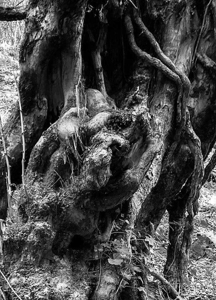 Zerzevat east streamwalk: old tree