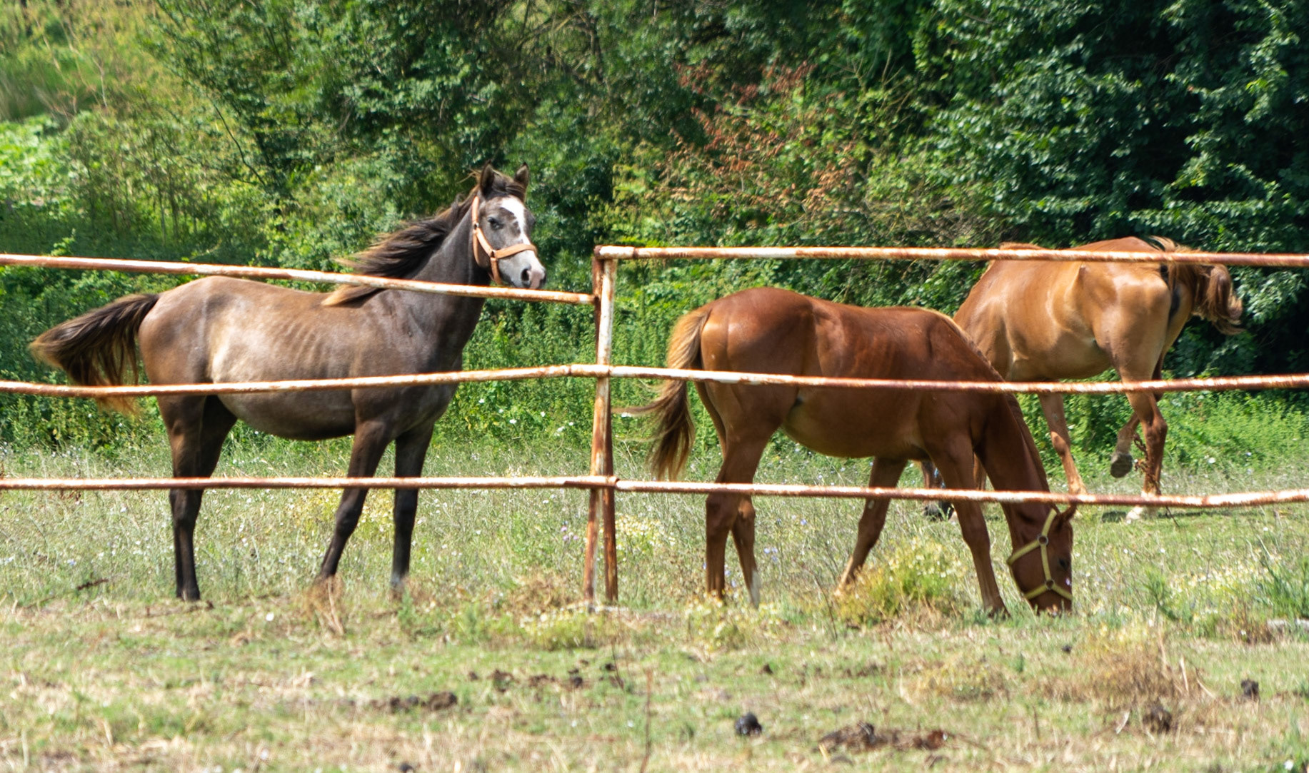 Sazlıdere southern flower meadow: paddocked horses