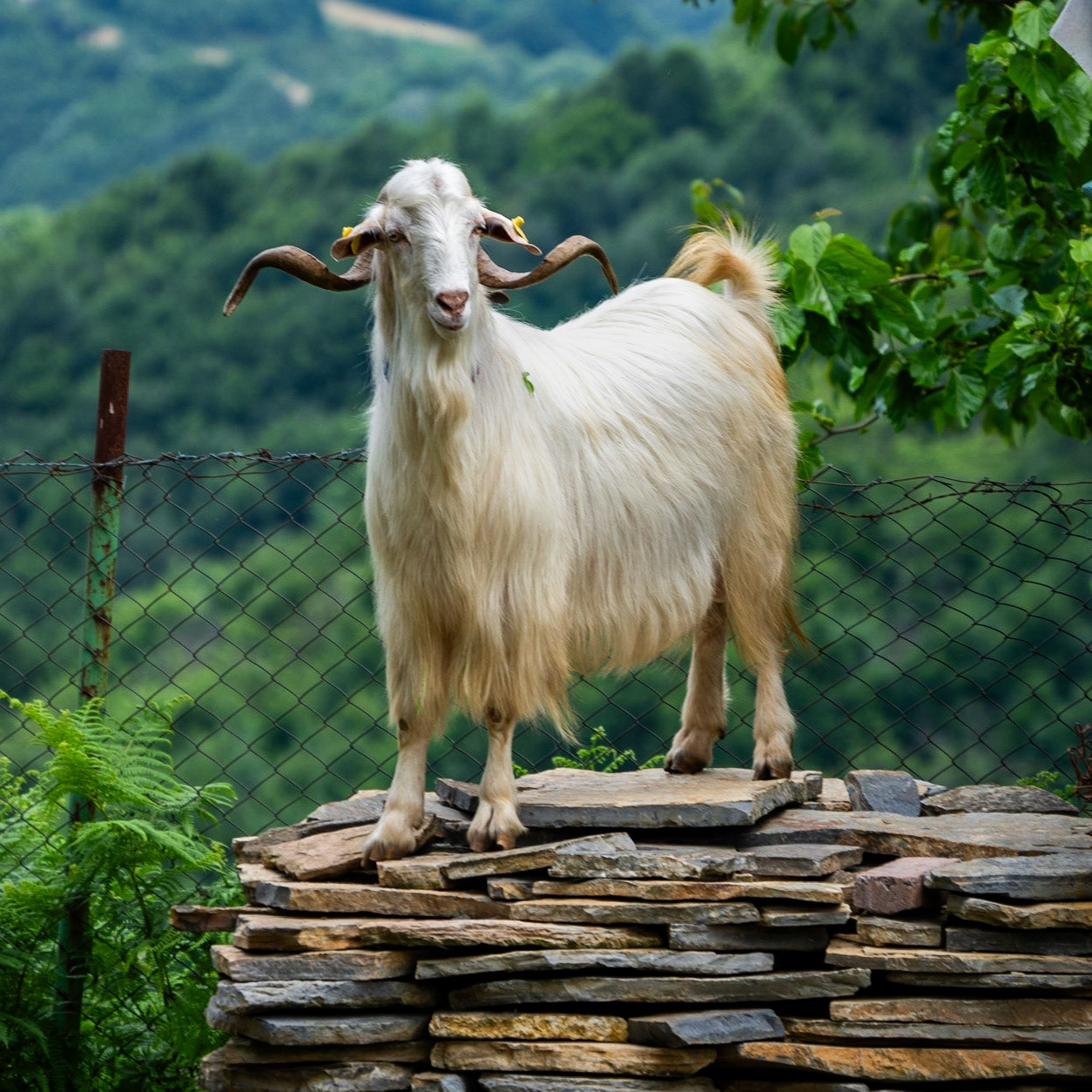 Alibahadır SW descent: white goat on tiles