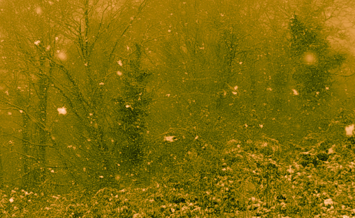 NW Zekeriyaköy forest: it's snowing!