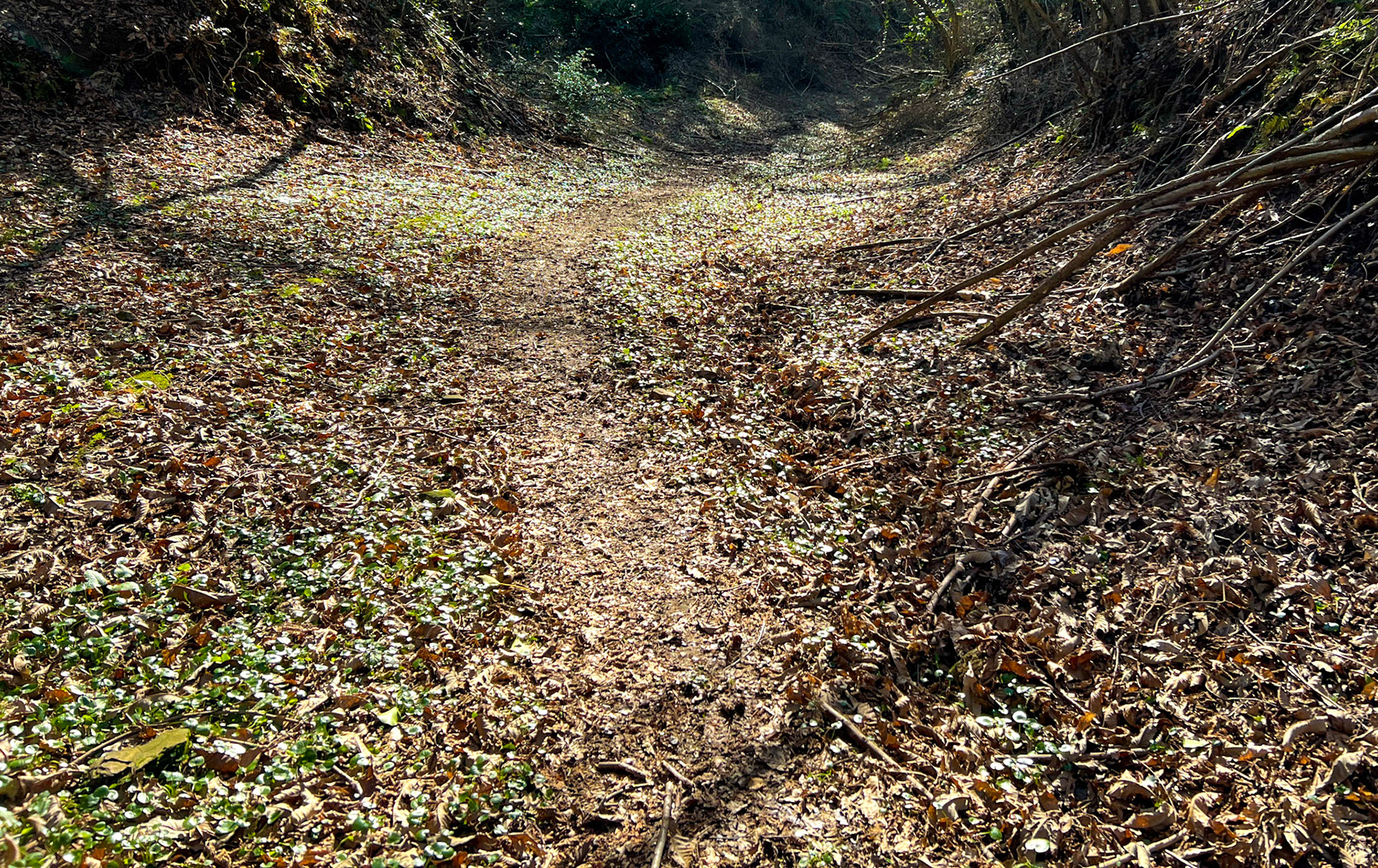 Akbaba northern forest: leafy track