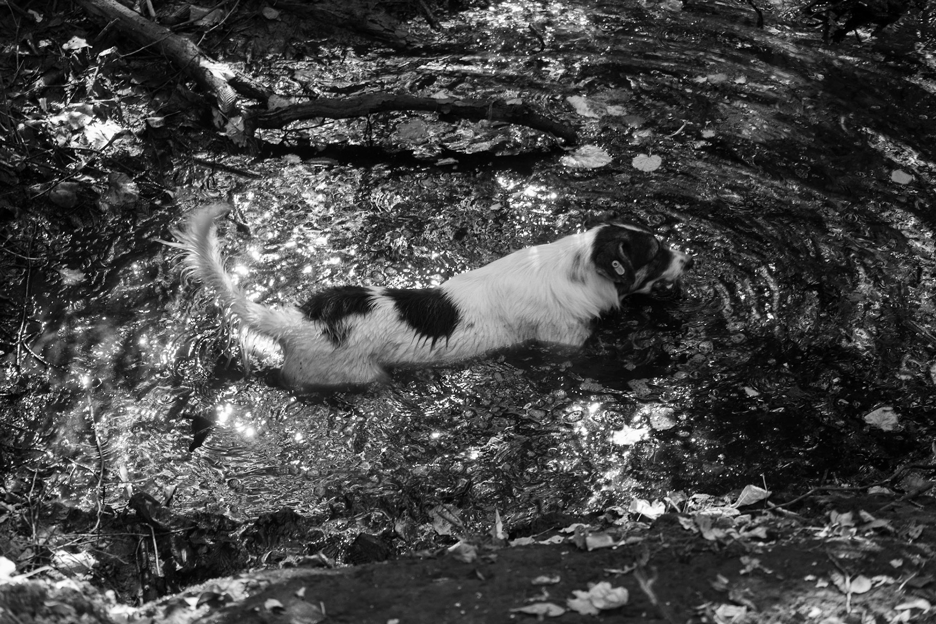 Ayhan Şahenk ledged streambed: bathing daydog