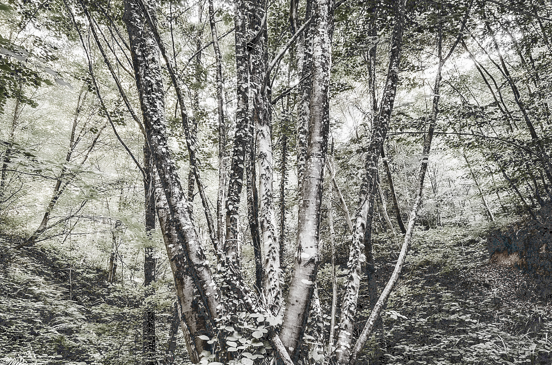 one of Deǧirmen’s western tributaries: trees