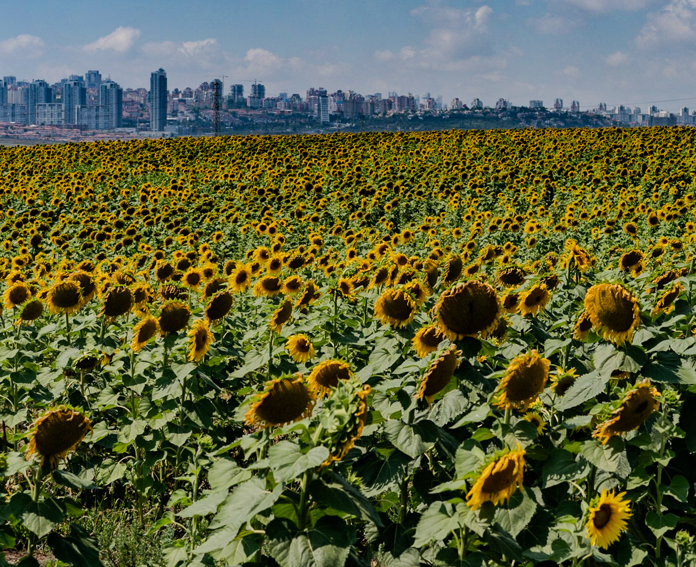 between Istanbul University's veterinary farm and the agricultural faculty: sunflower field with Yeşilkent behind