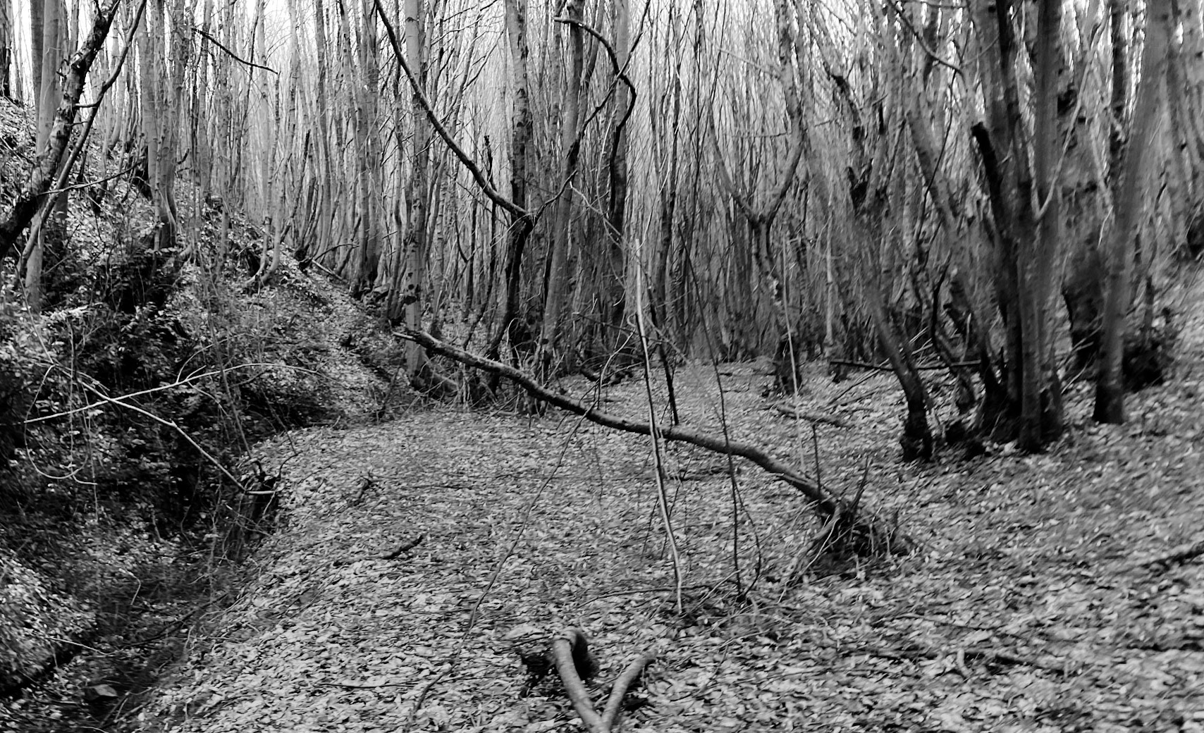 Polonezköy forests: treescape