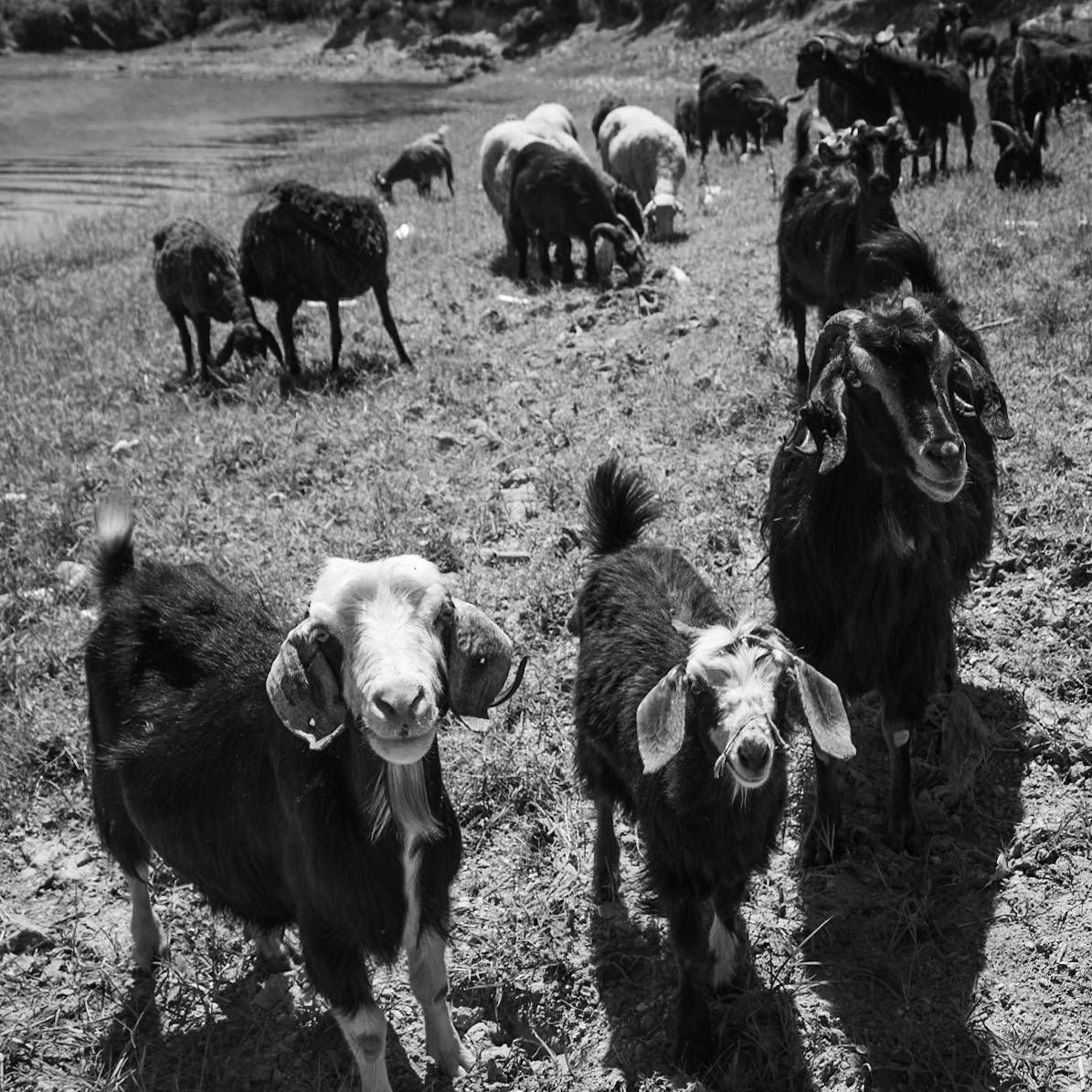 Ömerli shoreline walk: goats