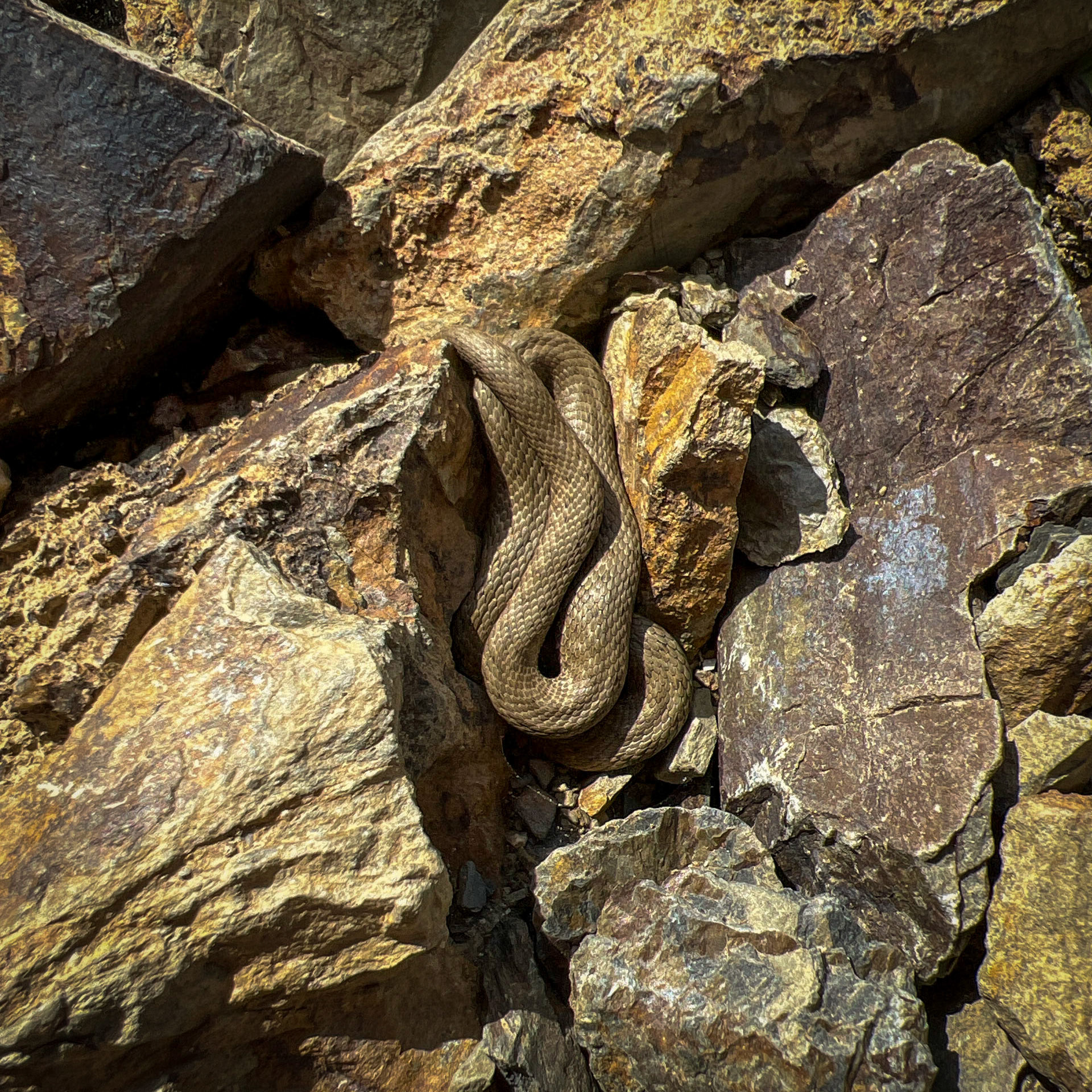 Şamlar gorge: a brown snake