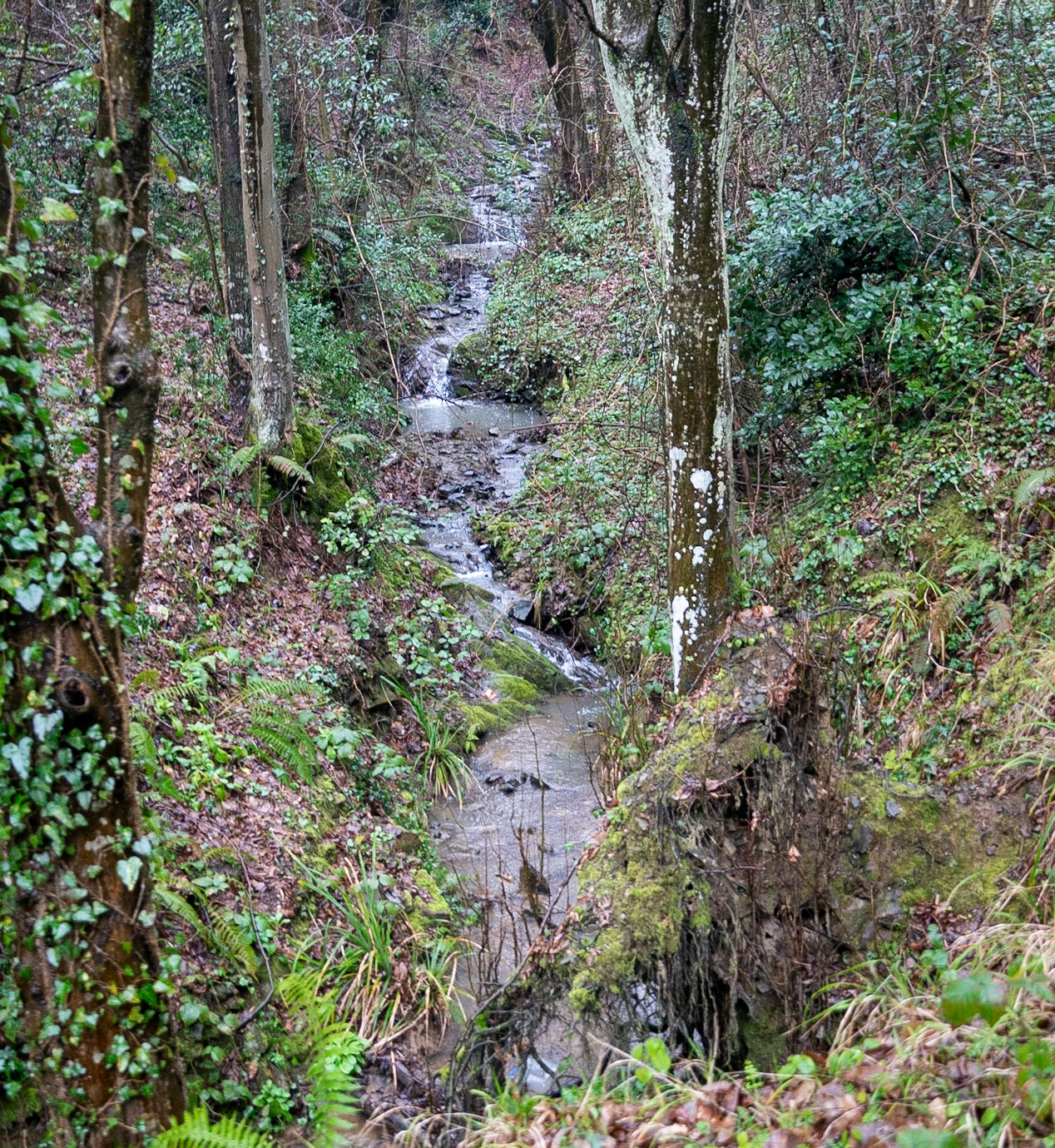 Kayabaşı stream: the stream flows as if in mountains