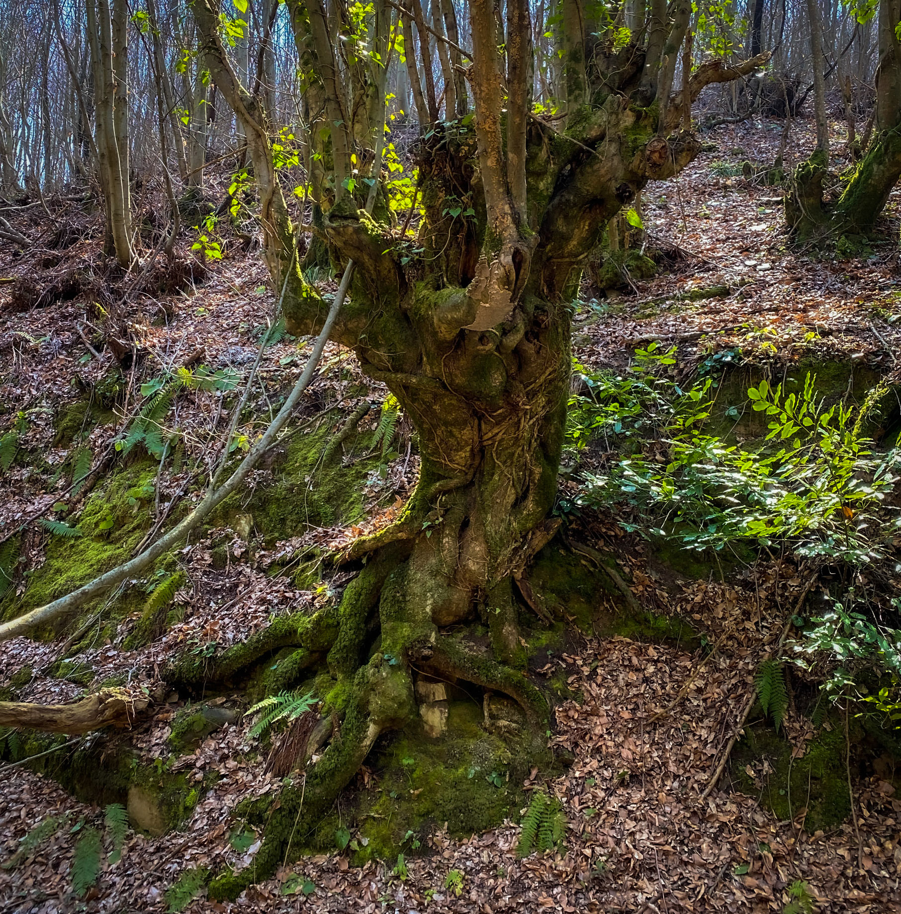 Zerzevat stream valley: old tree