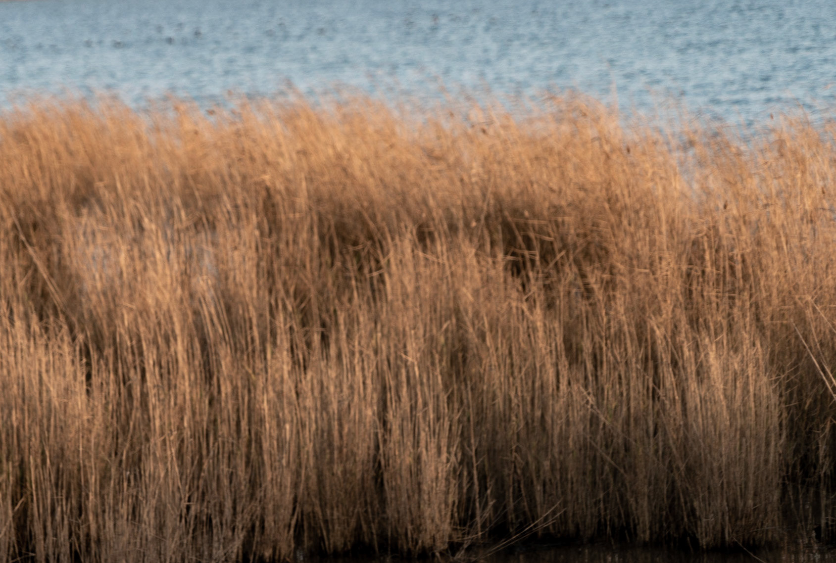 Küçükçekmece northwestern marsh: winter reeds